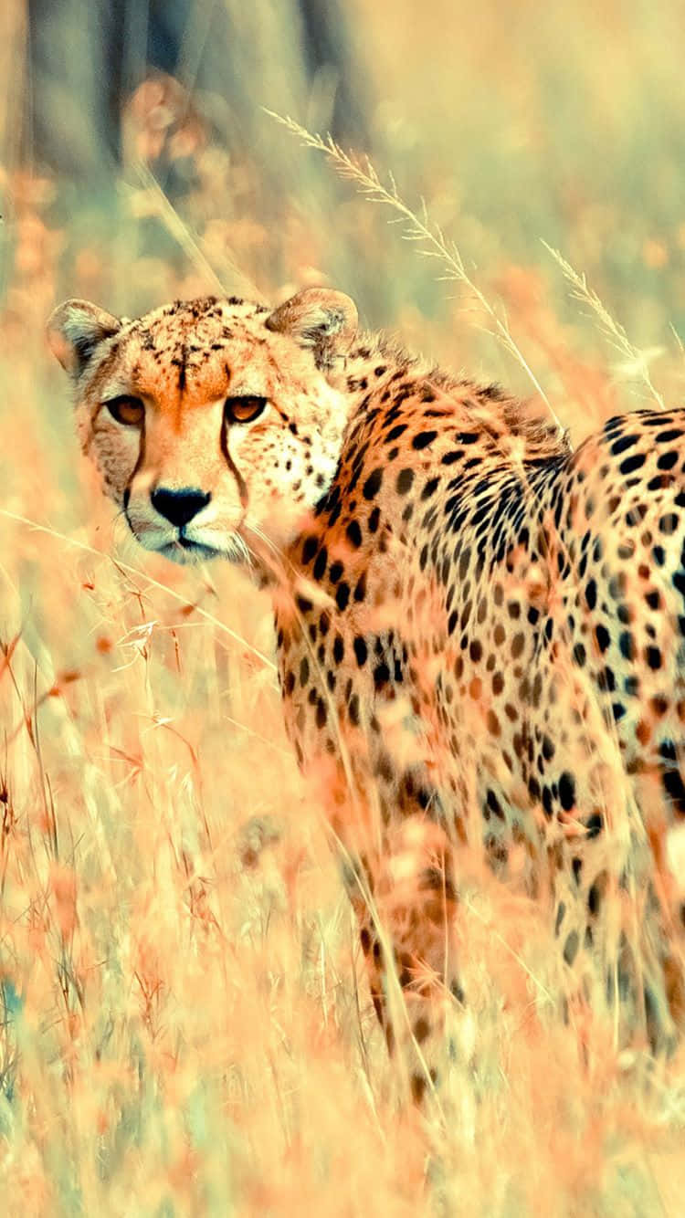 African Cheetah Aesthetic Shot Iphone Background