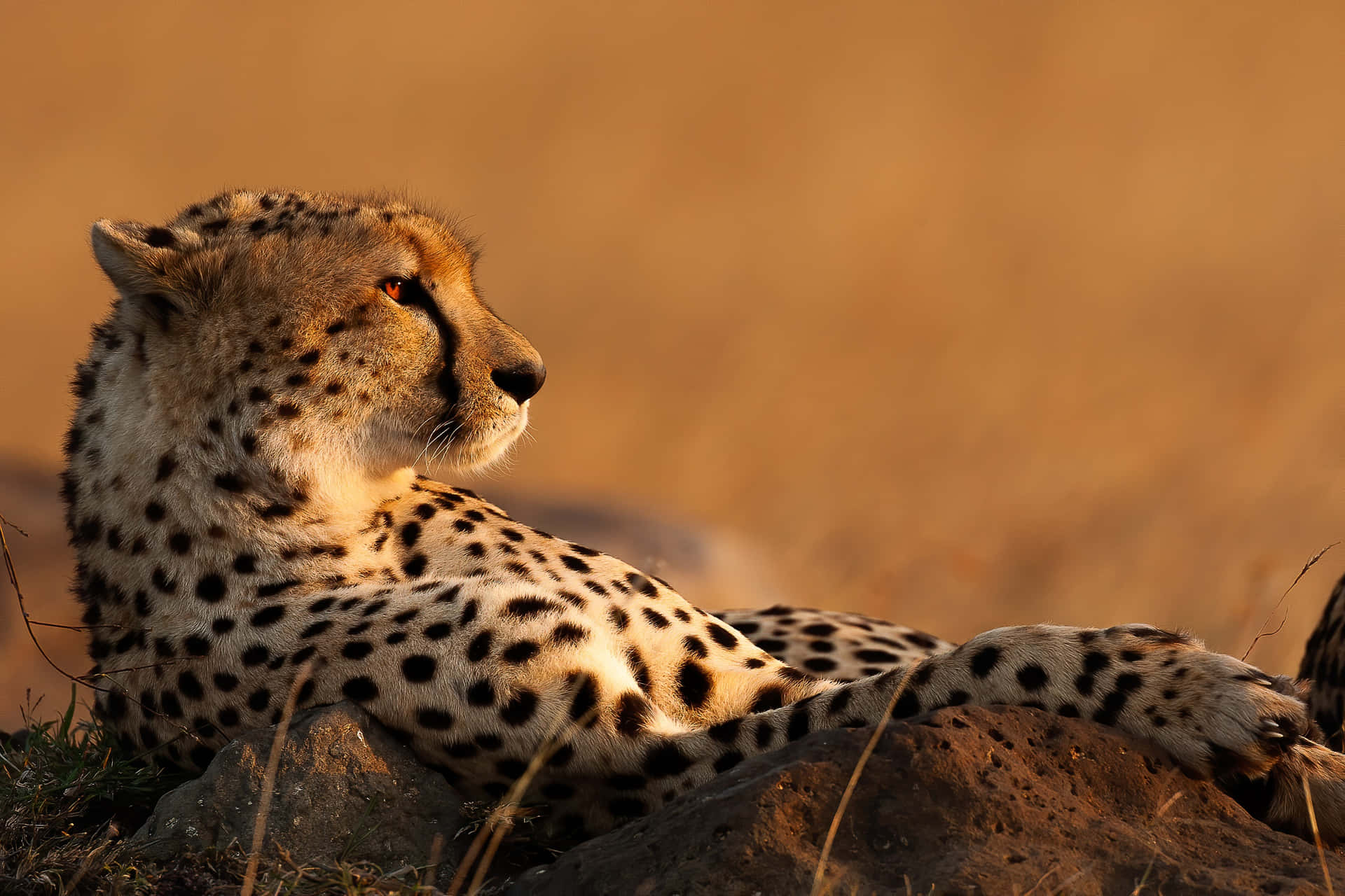 African Cheetah Running In The Savannah