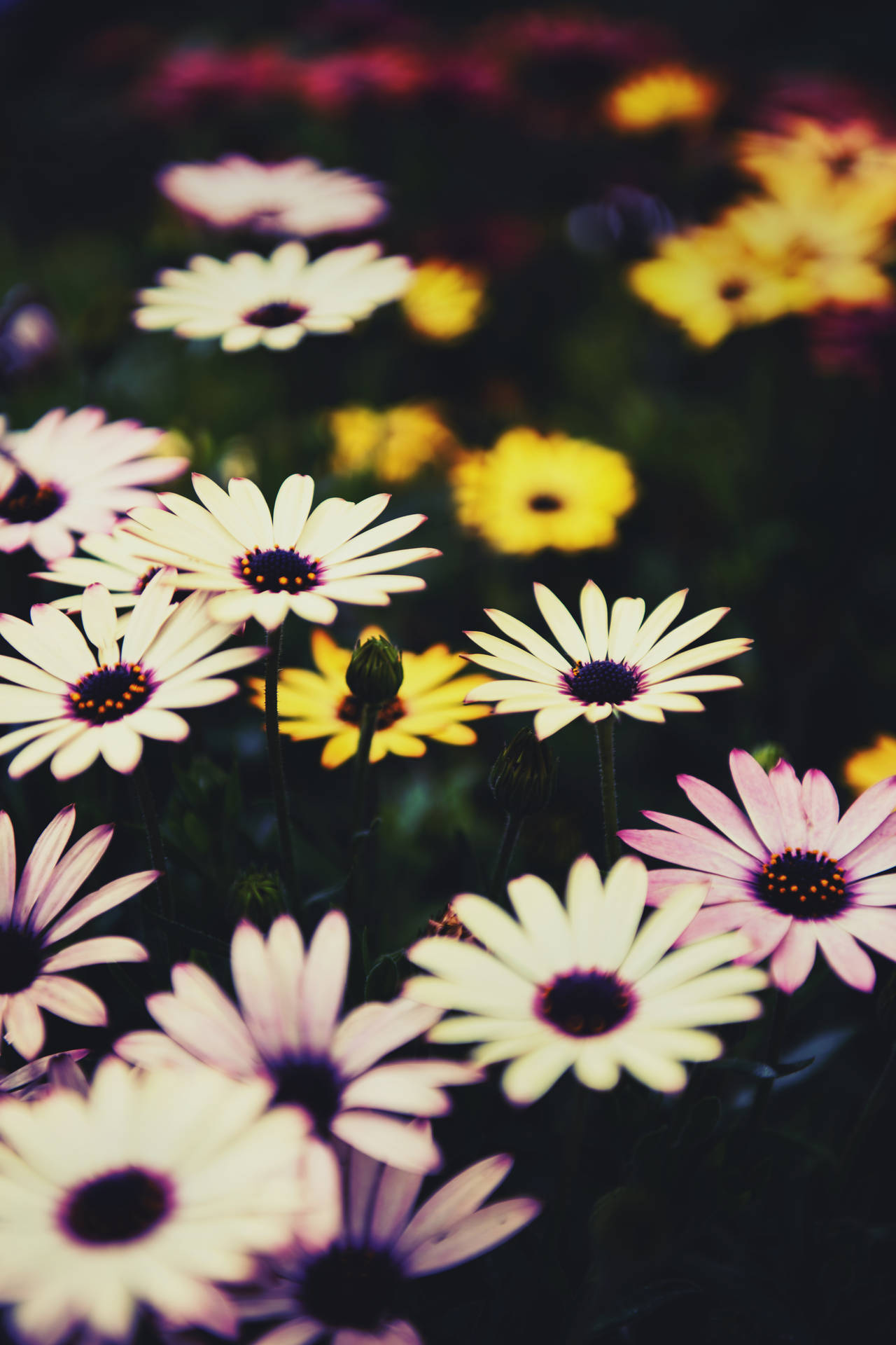 African Colorful Daisies Background