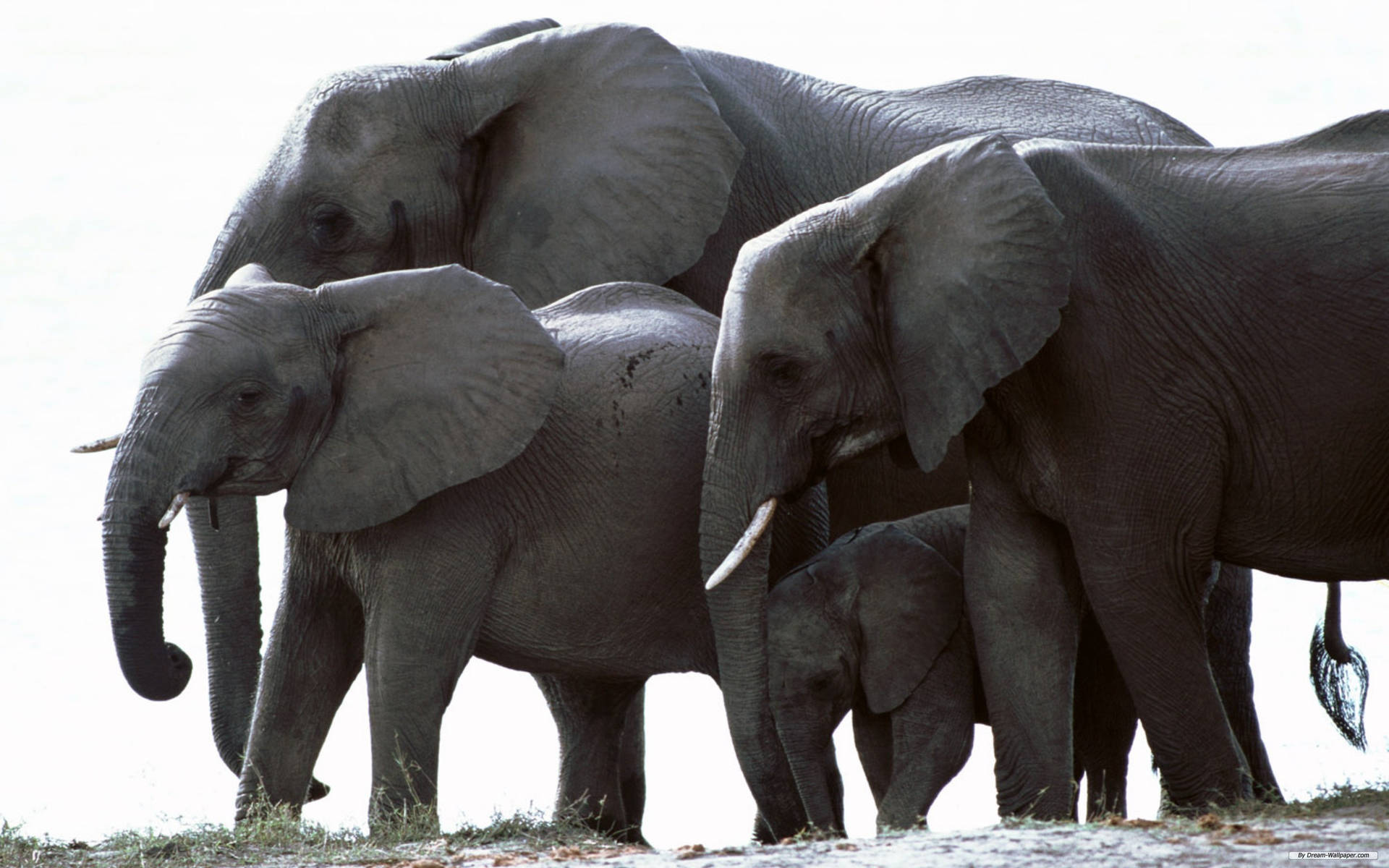 African Elephant Family Background