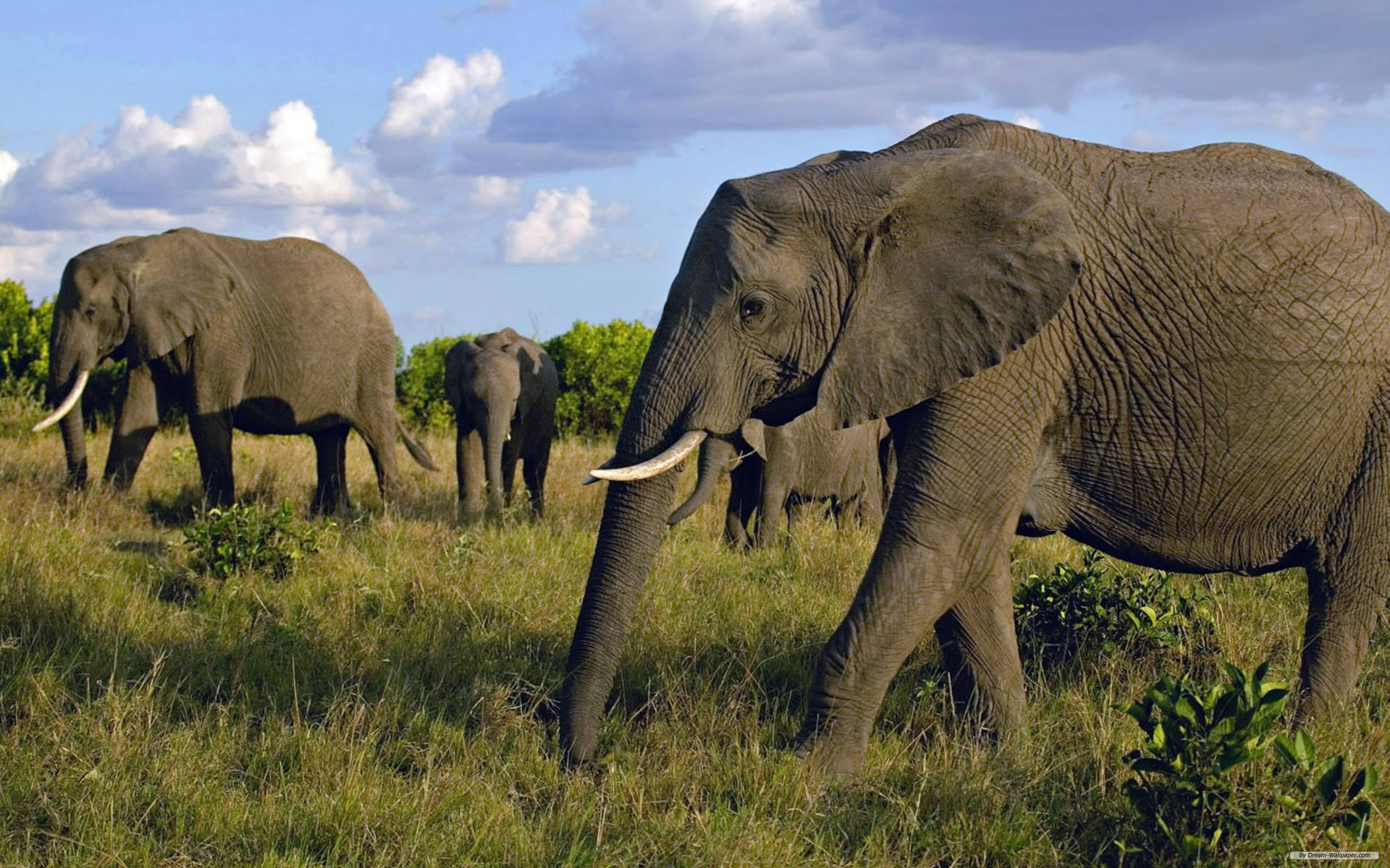 African Elephant Herd Background