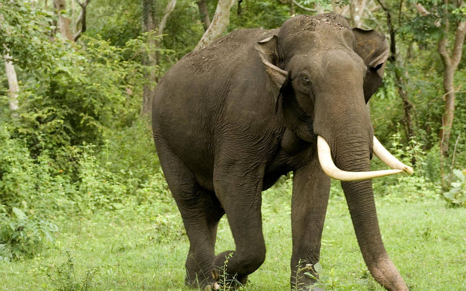 African Elephant Looking Regal