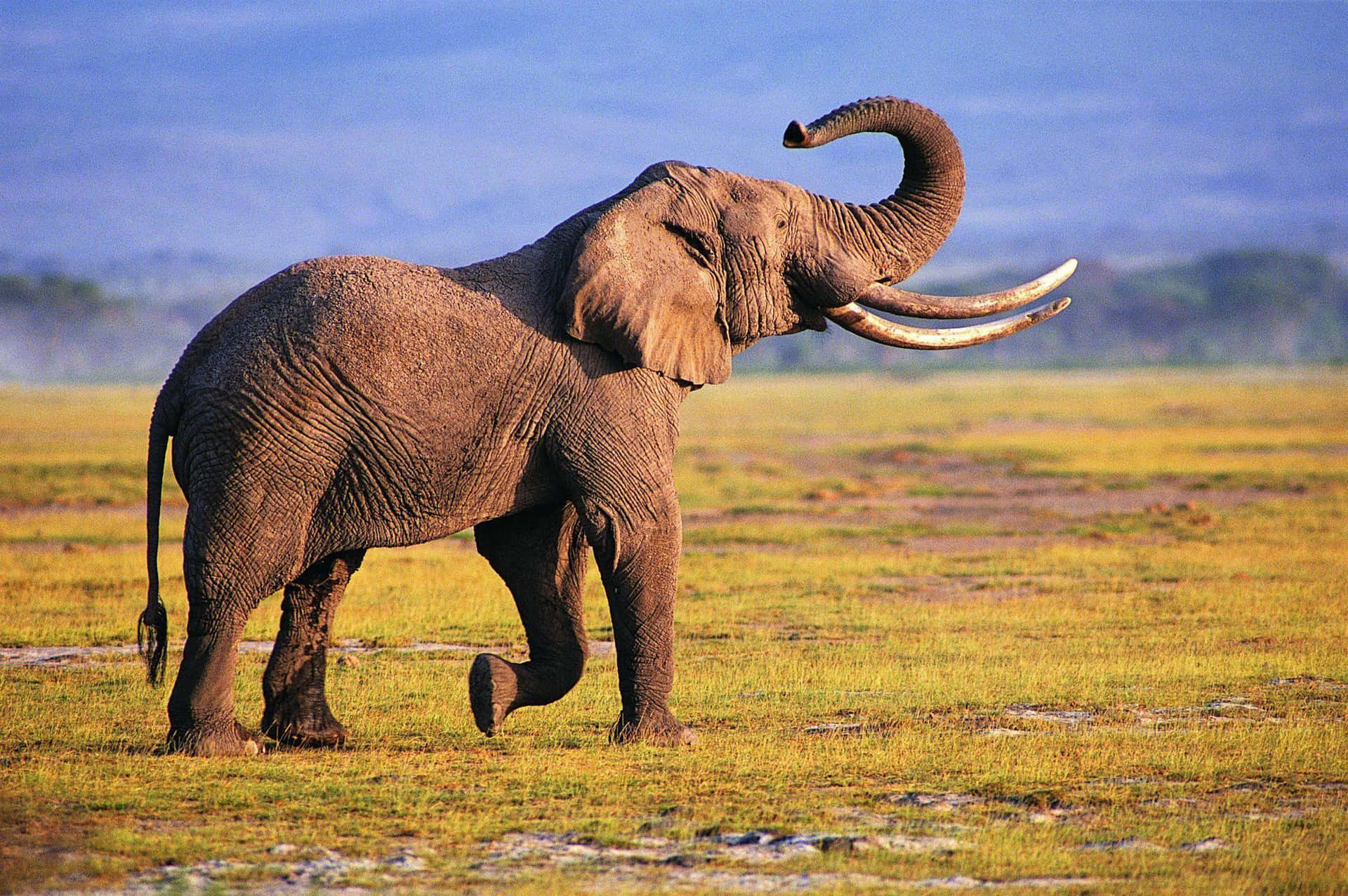 African Elephant Raising Trunk Background