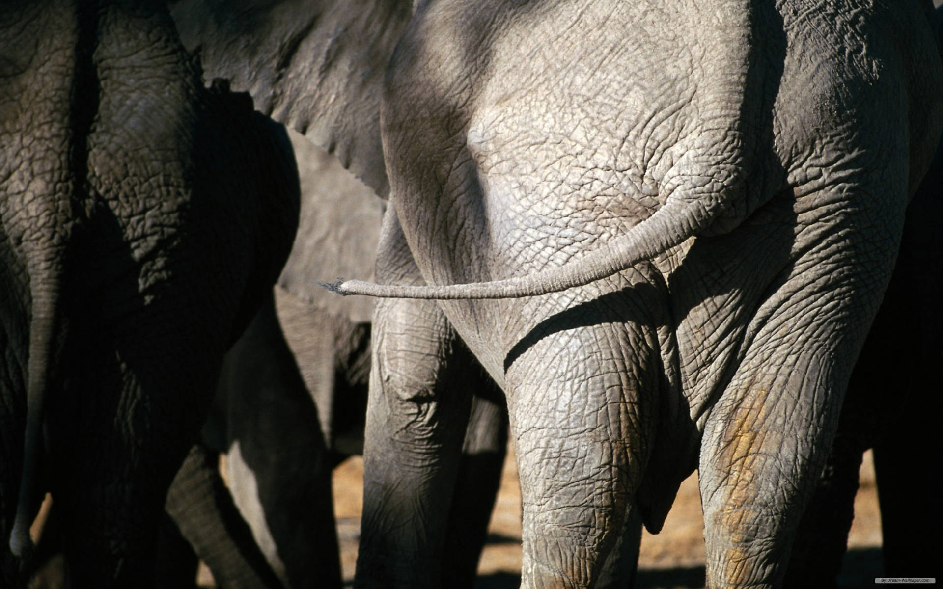 African Elephant Rear View Background