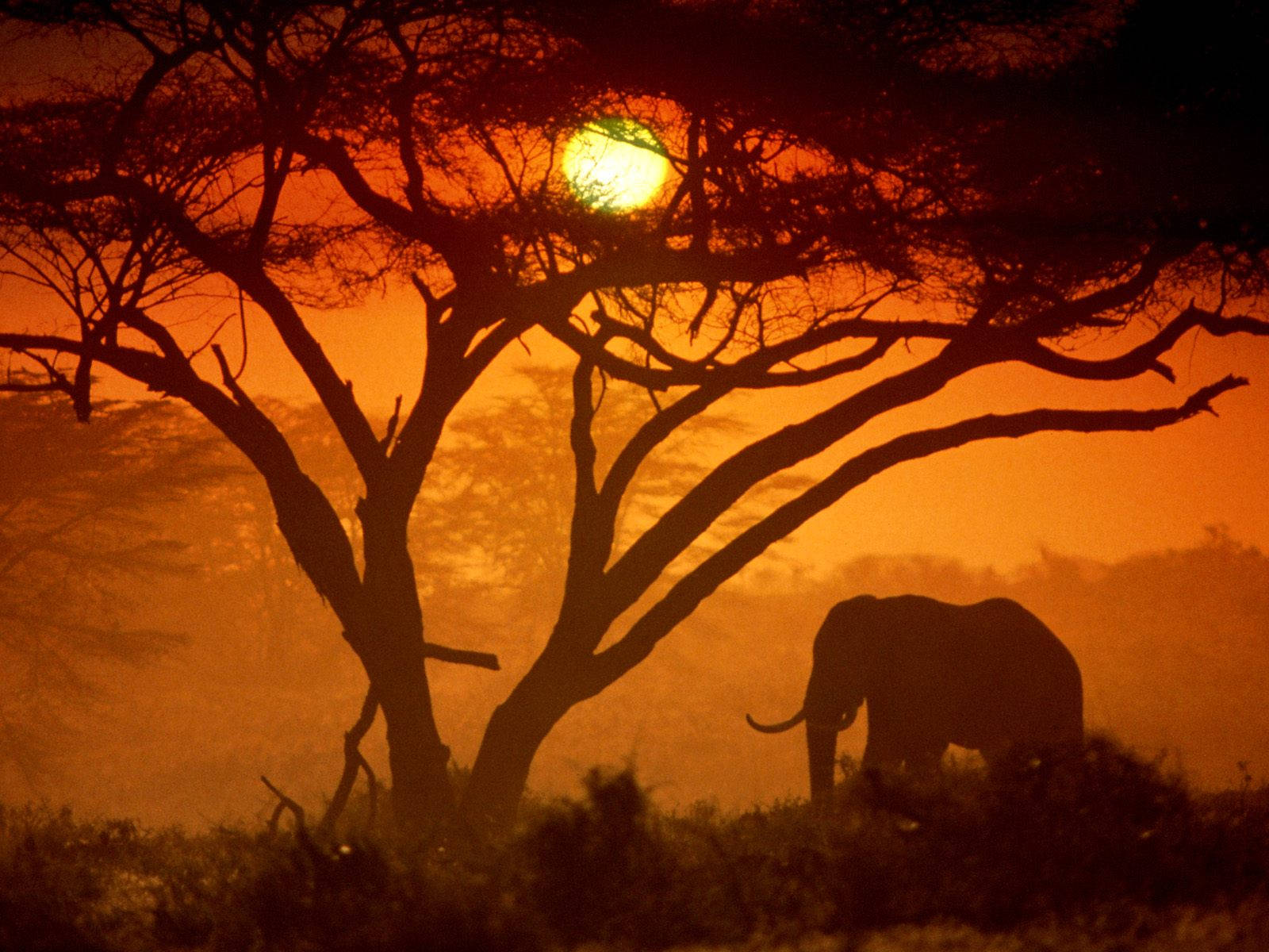 African Elephant Silhouette At Sunset Background
