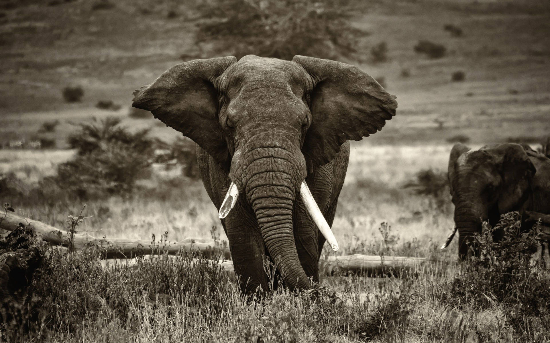 African Elephant Standing In The Shadow Of Its Mother Background