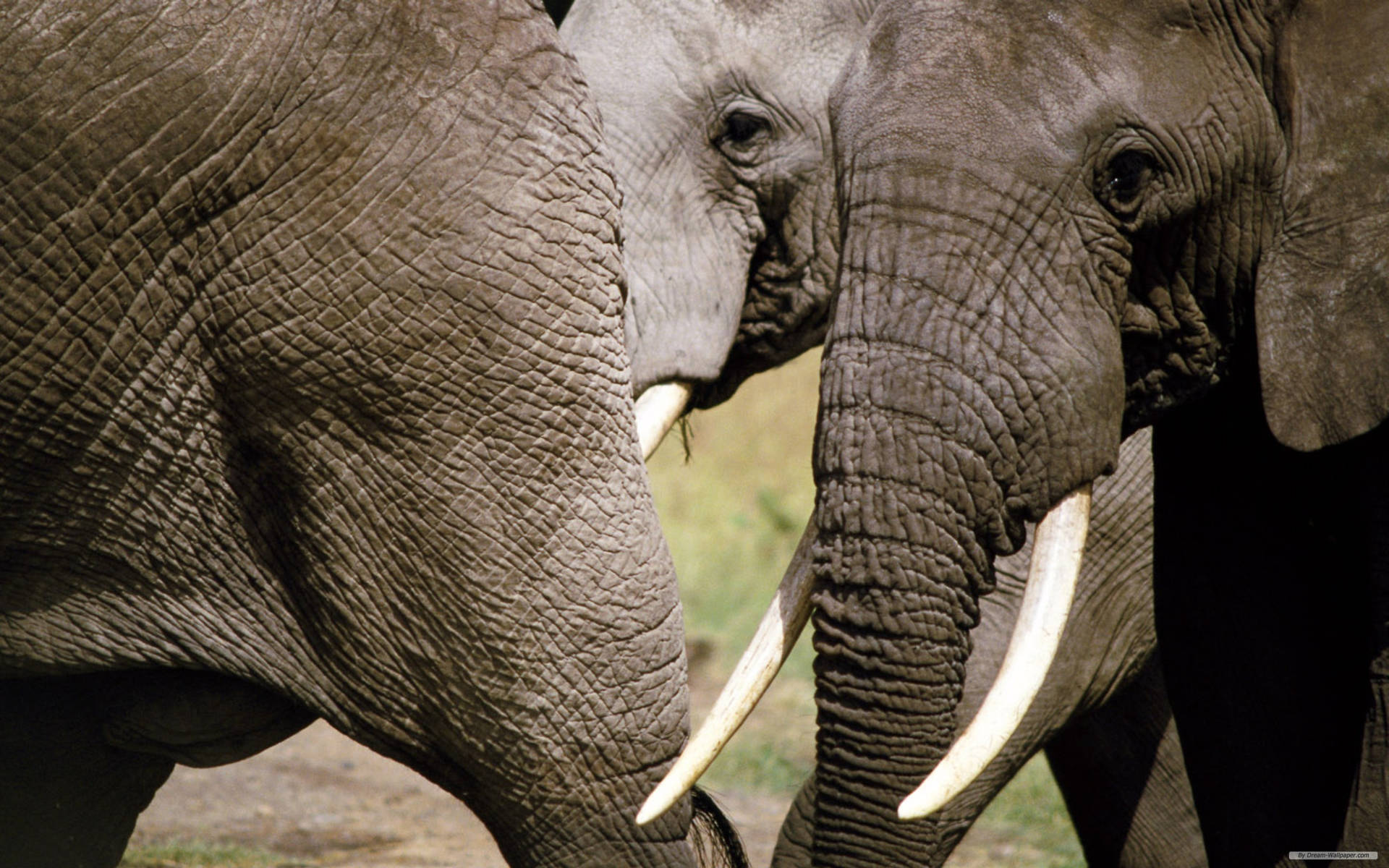 African Elephant Tusk Background
