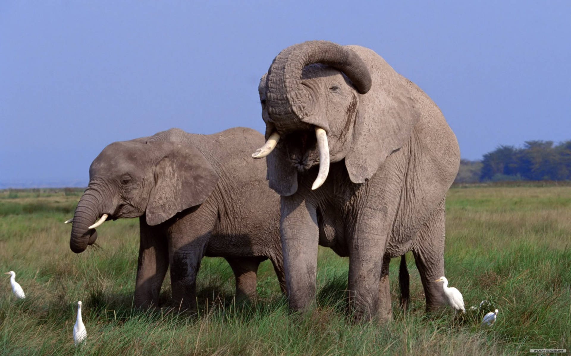 African Elephants During The Day Background