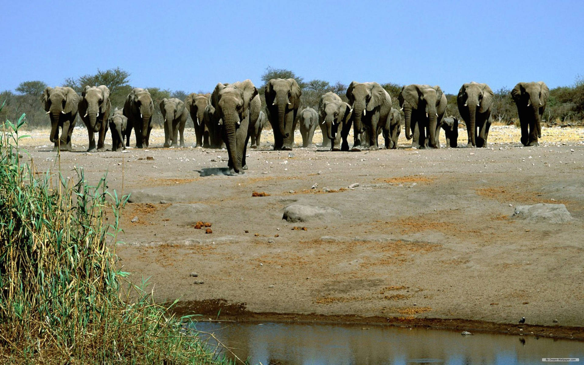 African Elephants Herd Marching Towards A River