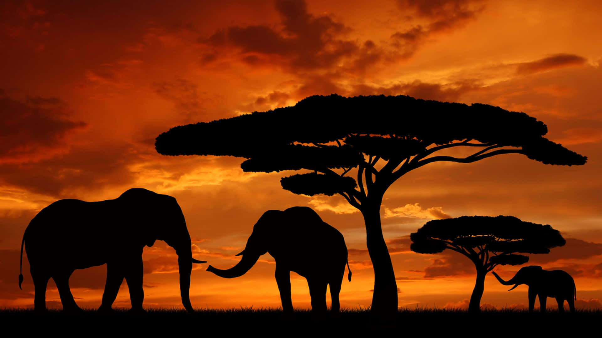 African Elephants Sunset Silhouette Background