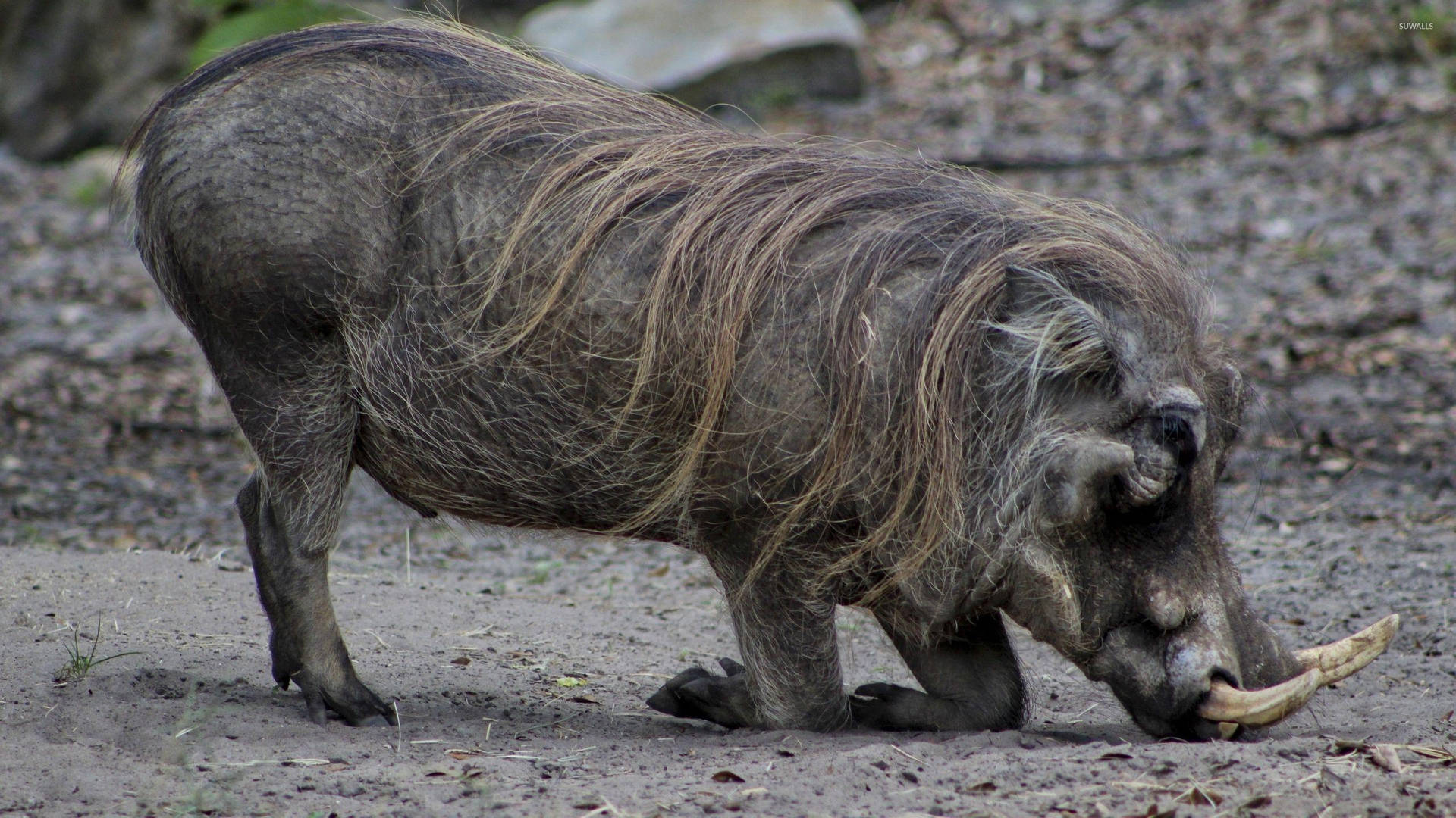 African Grand Old Wild Boar