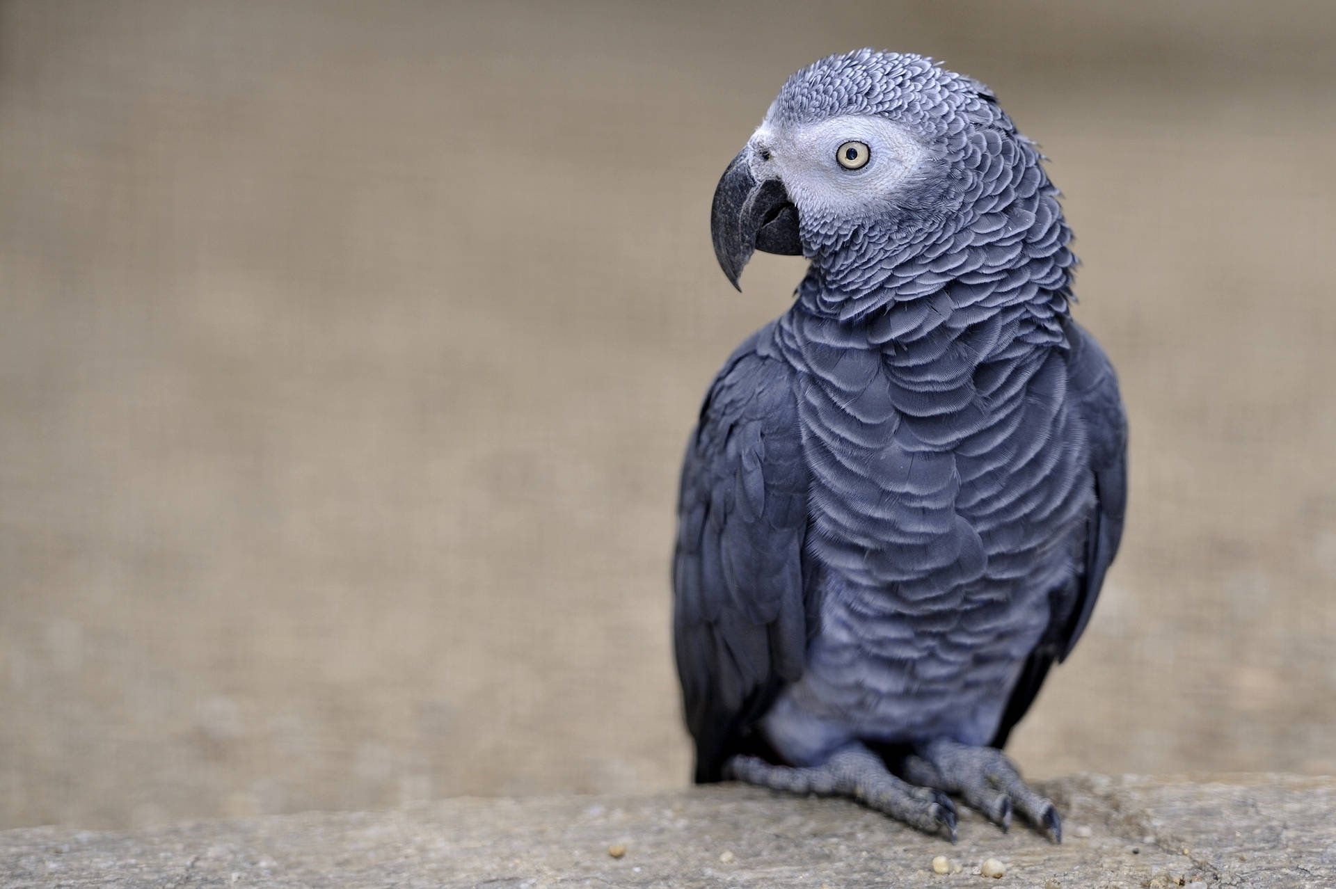 African Grey Parrot Background