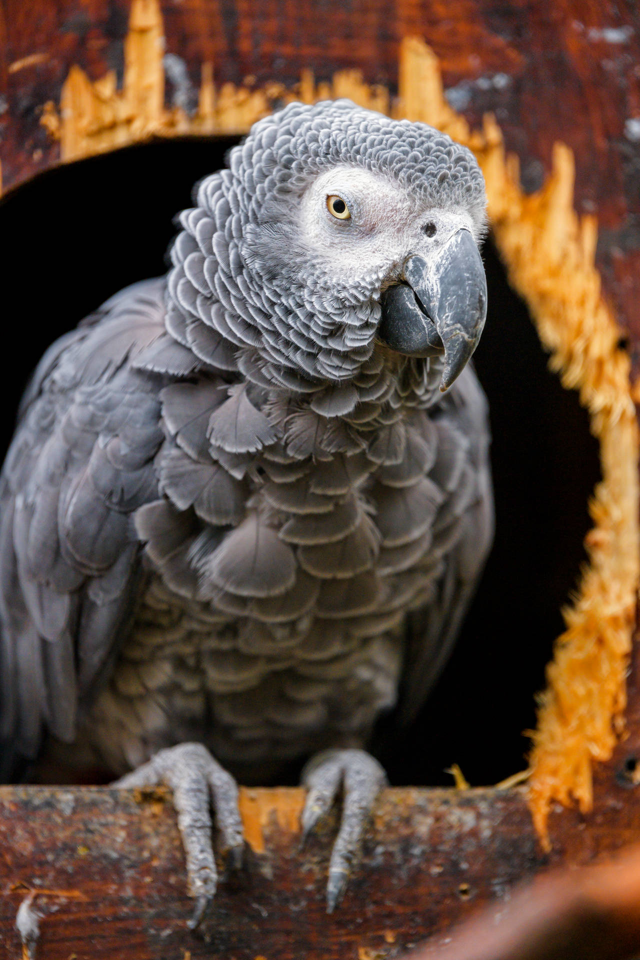 African Grey Parrot On Brown Tree Background