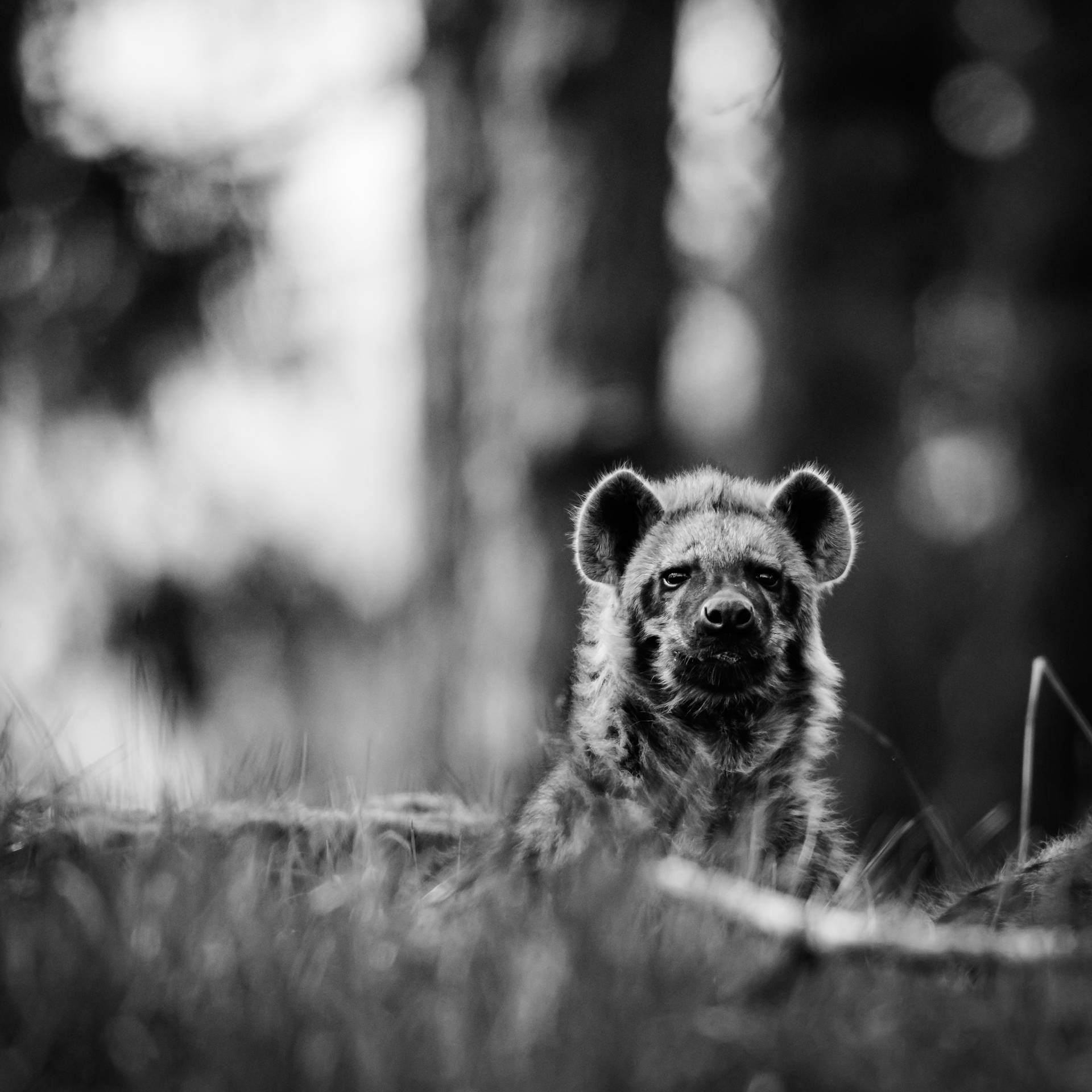 African Hyena Grayscale Background