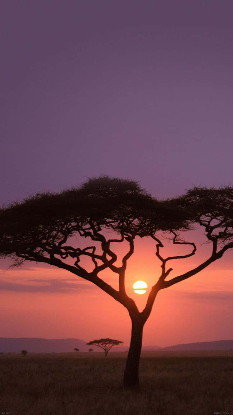 African Landscape Scenery Sunset Iphone Background