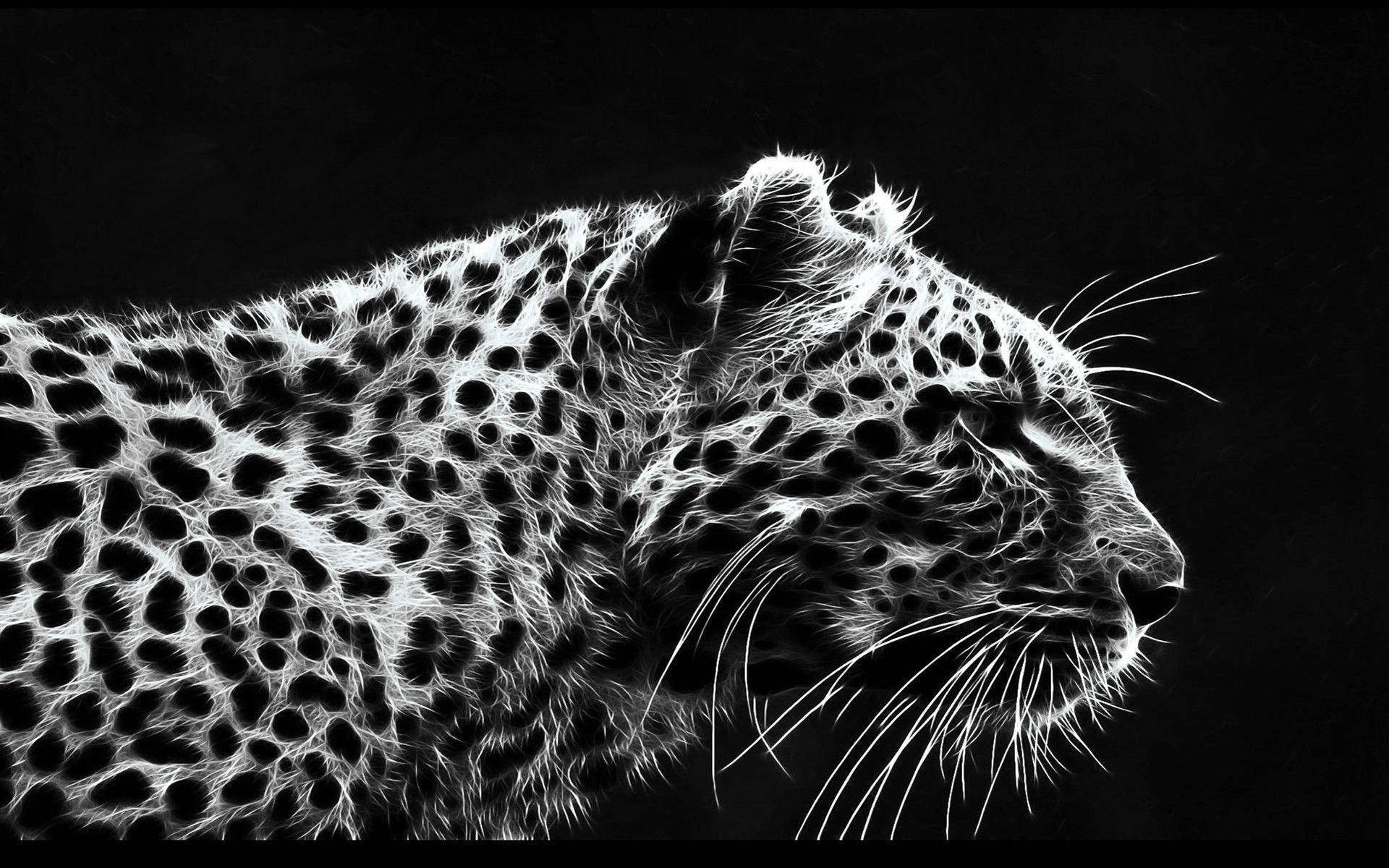 African Leopard Black Hd Desktop Background