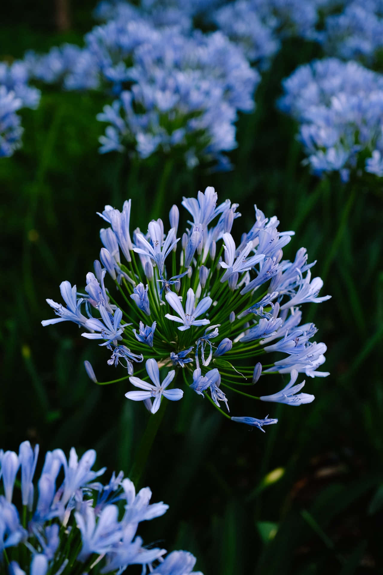 African Lilies Blue Flowers Phone Background