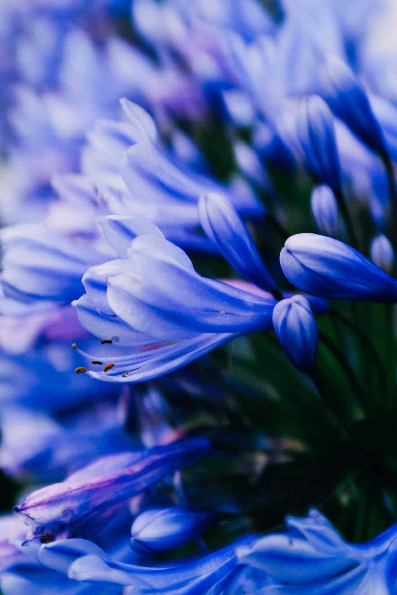 African Lily Blue Flowers Phone Background