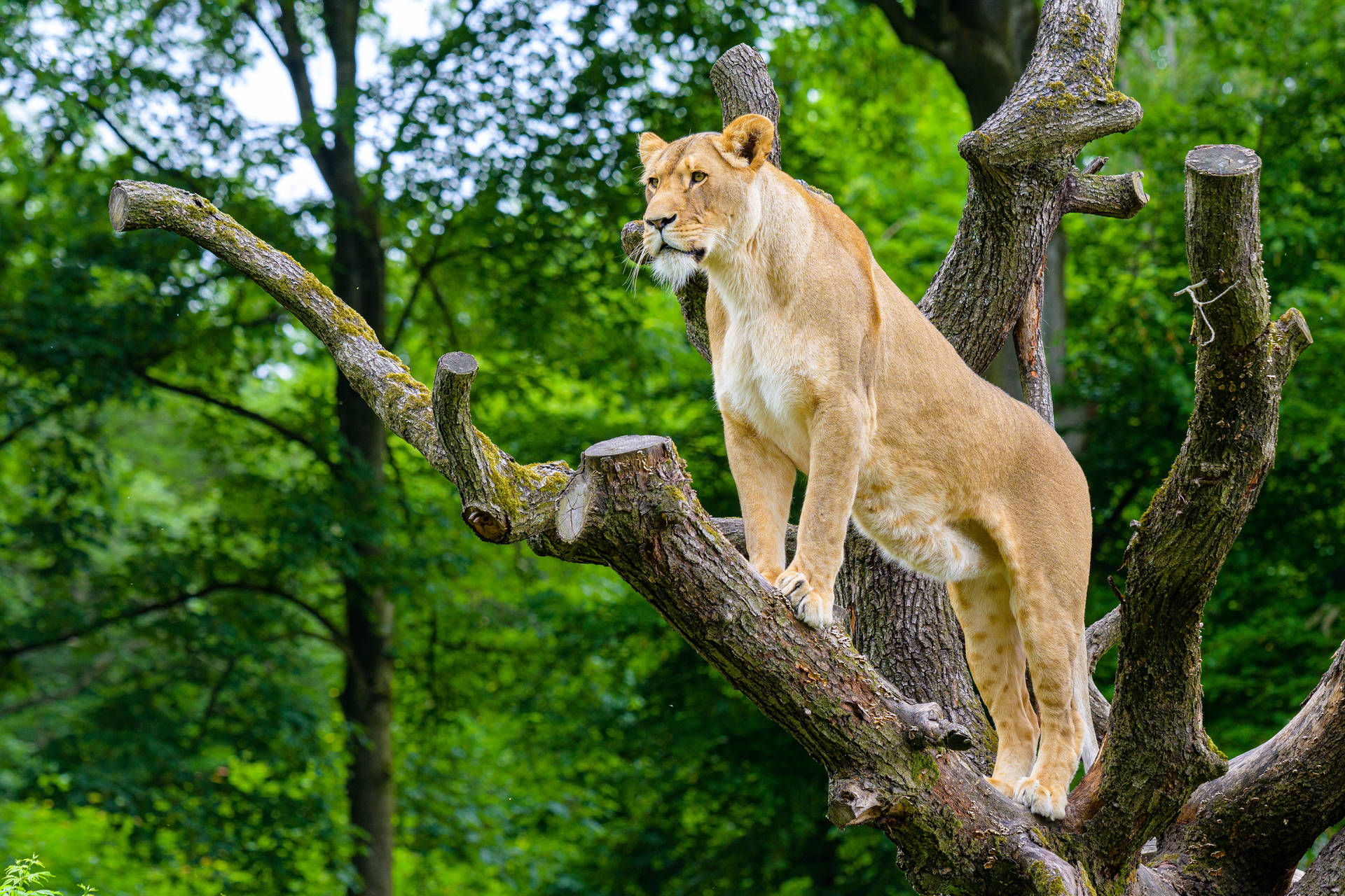 African Lioness On The Tree Background