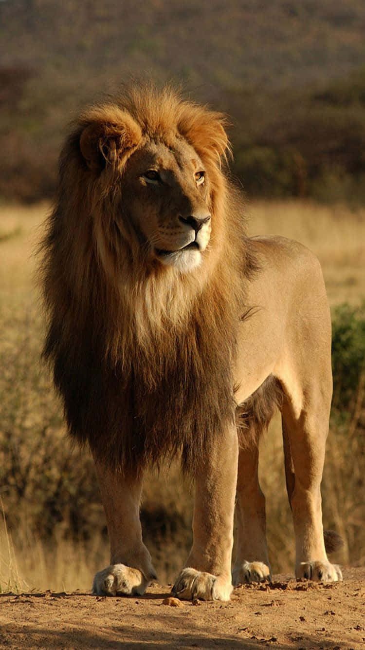 African Majestic Lion Outdoors Iphone Background