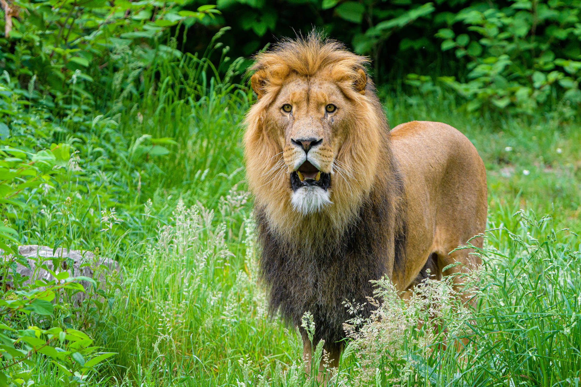 African Male Lion Background