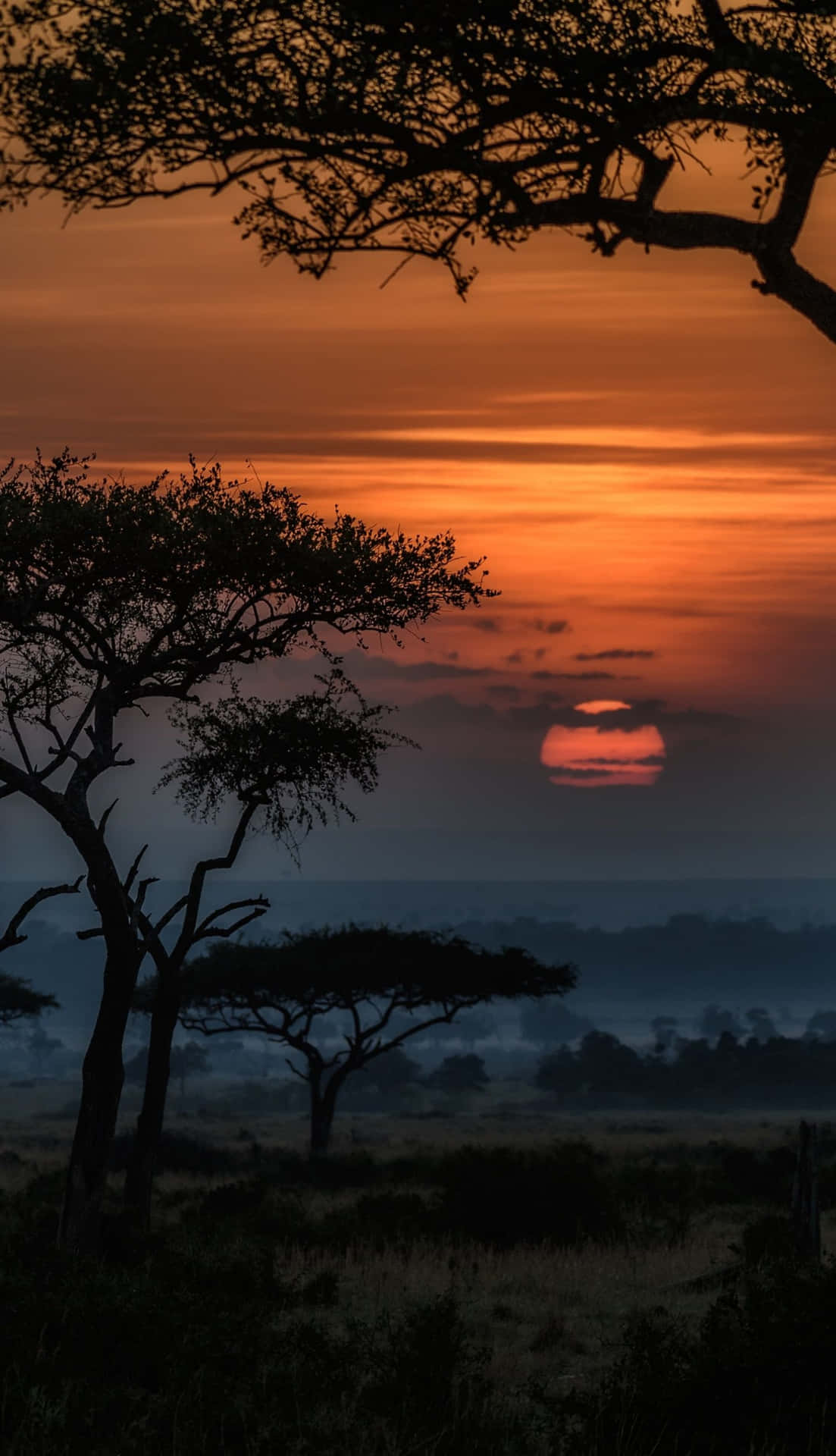 African Masai Mara Reserve Phone Background