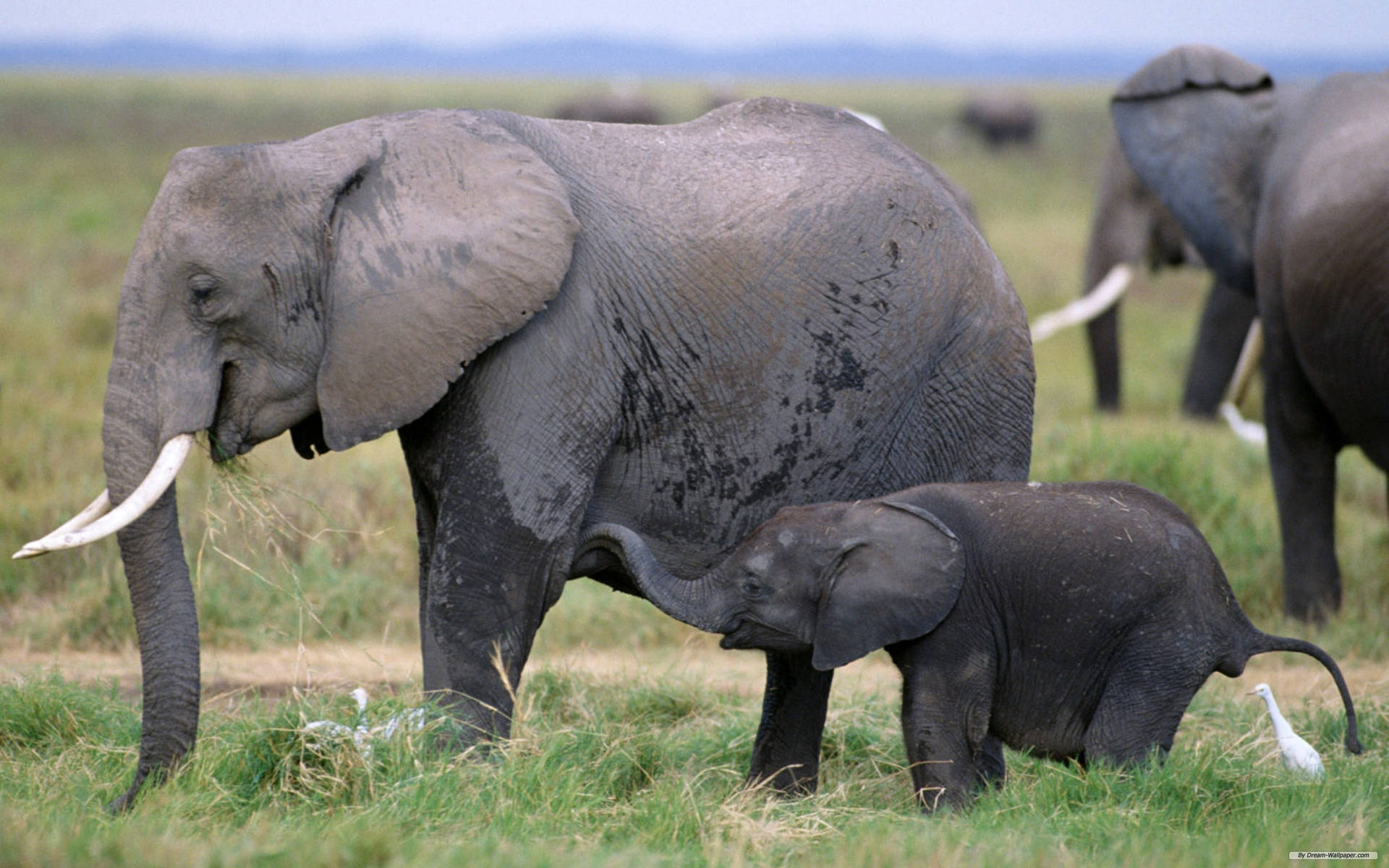 African Mother Elephant With Her Calf Background