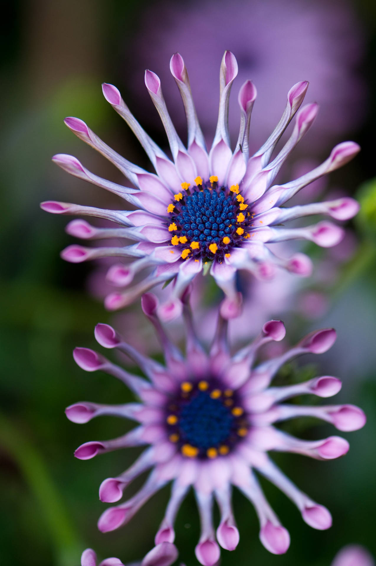 African Osteospermum Purple Flower