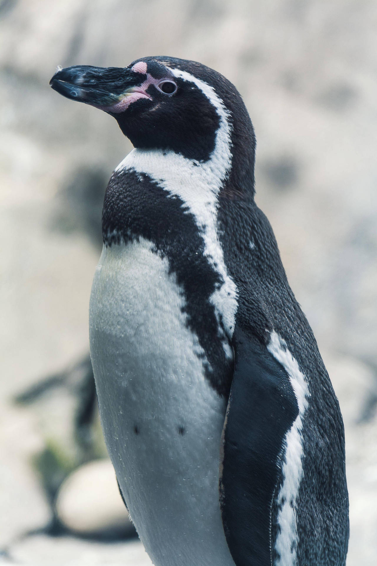African Penguin Background
