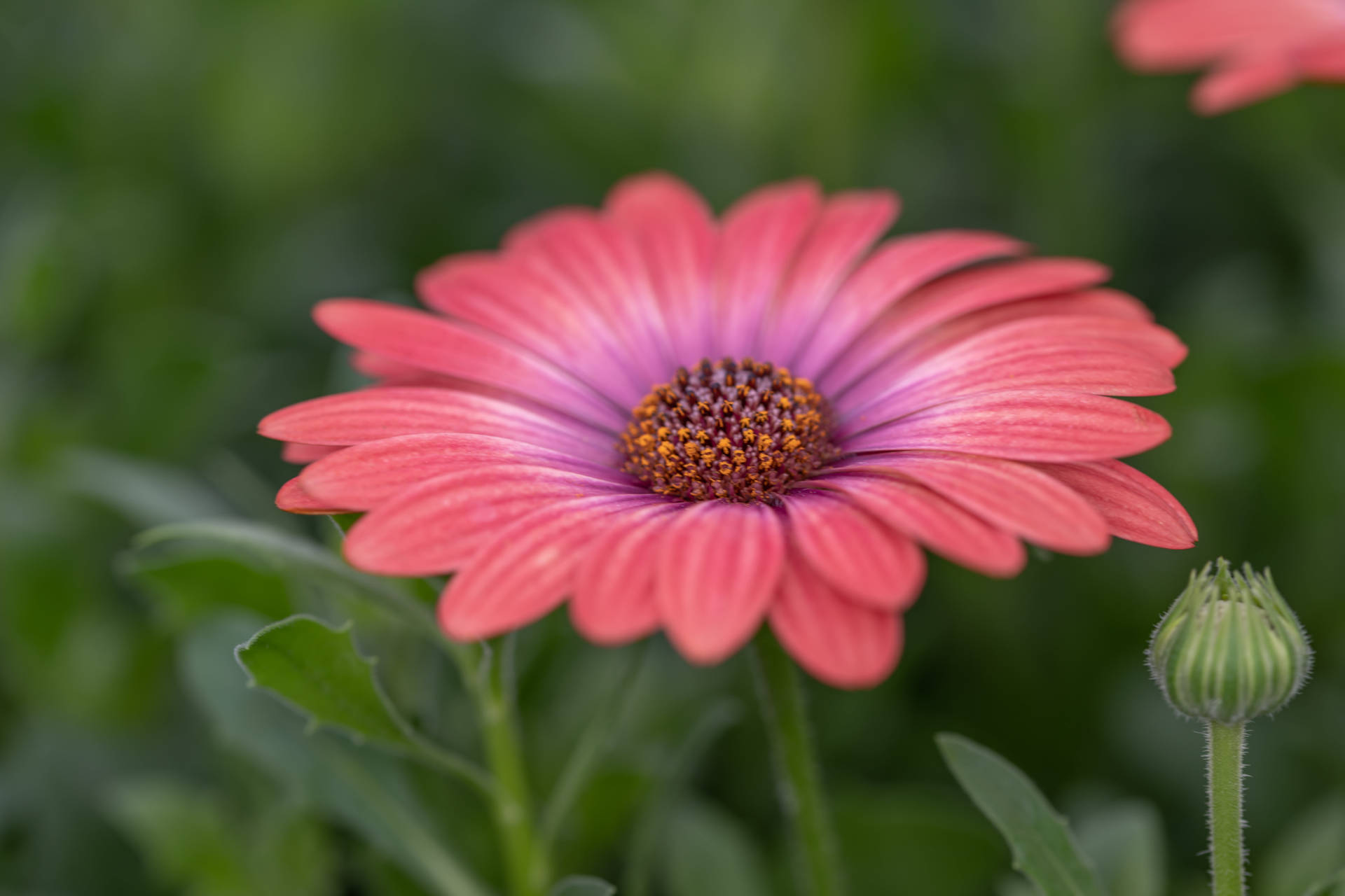 African Pink Daisy Background