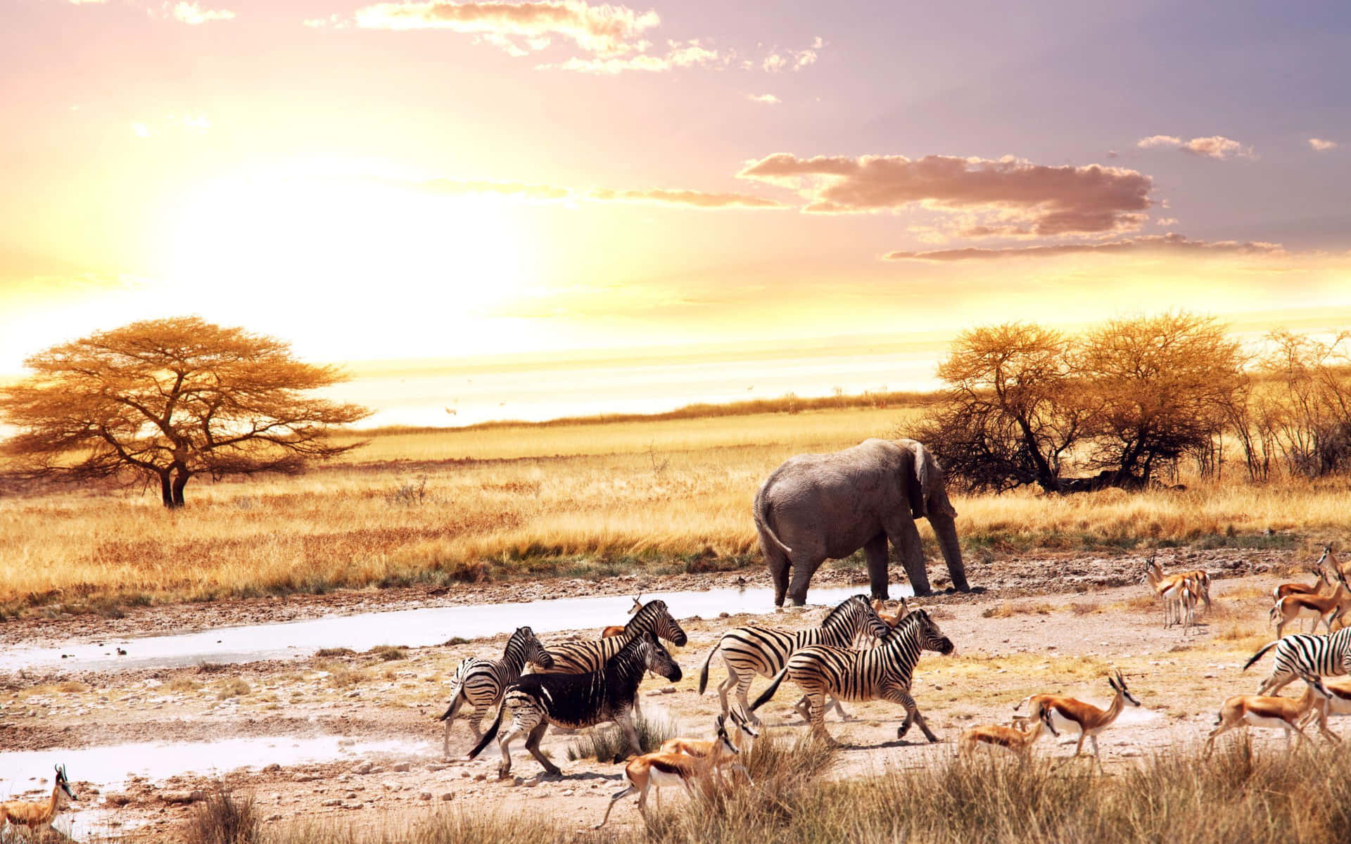 African Safari Sunset Background