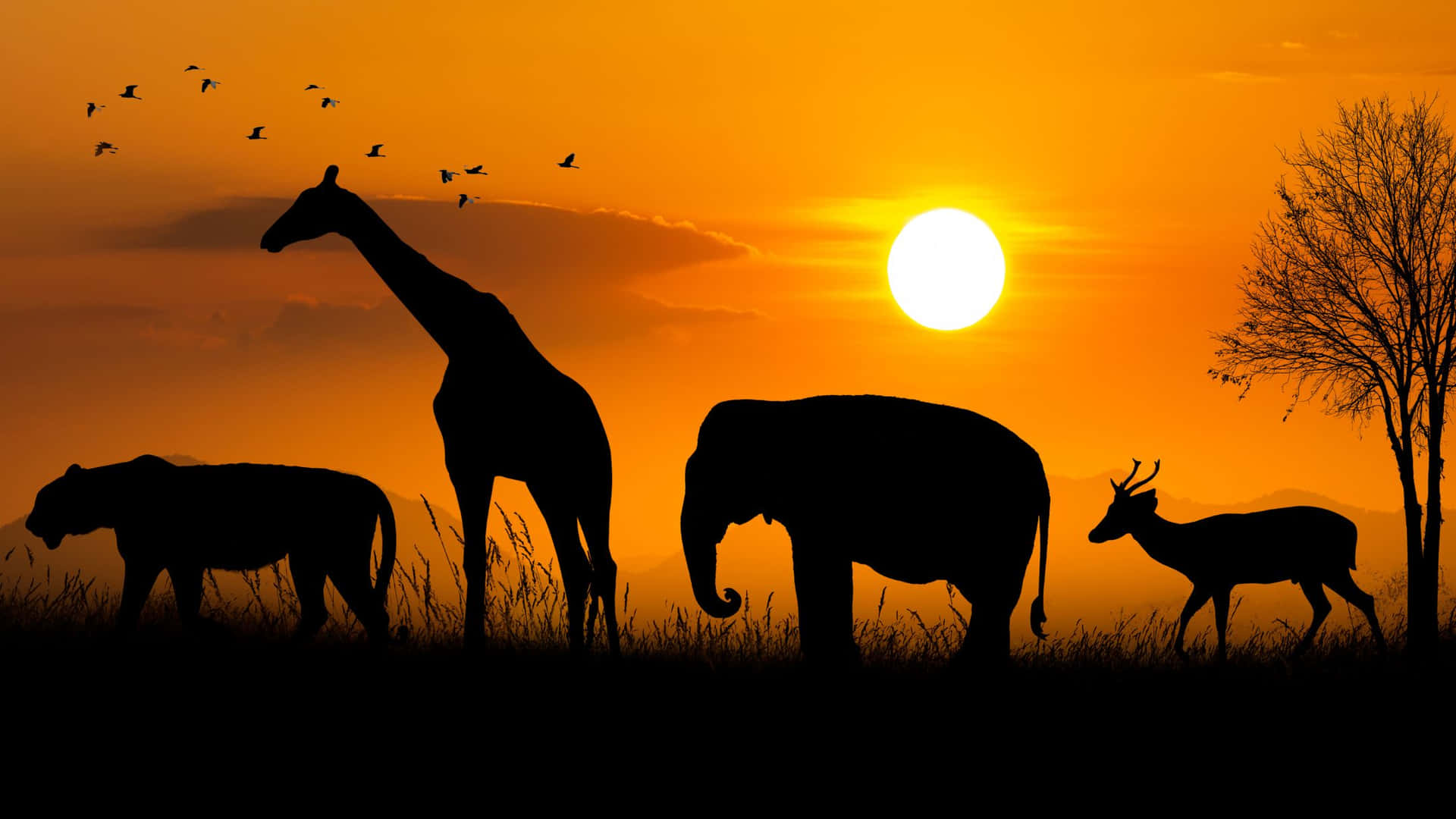 African Safari Sunset Silhouette Background