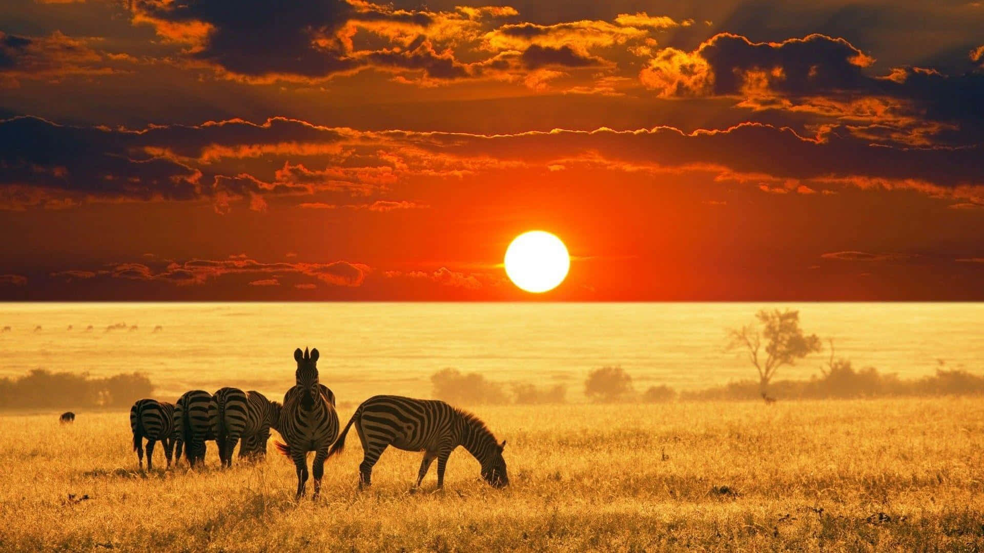 African Safari Sunsetwith Zebras Background