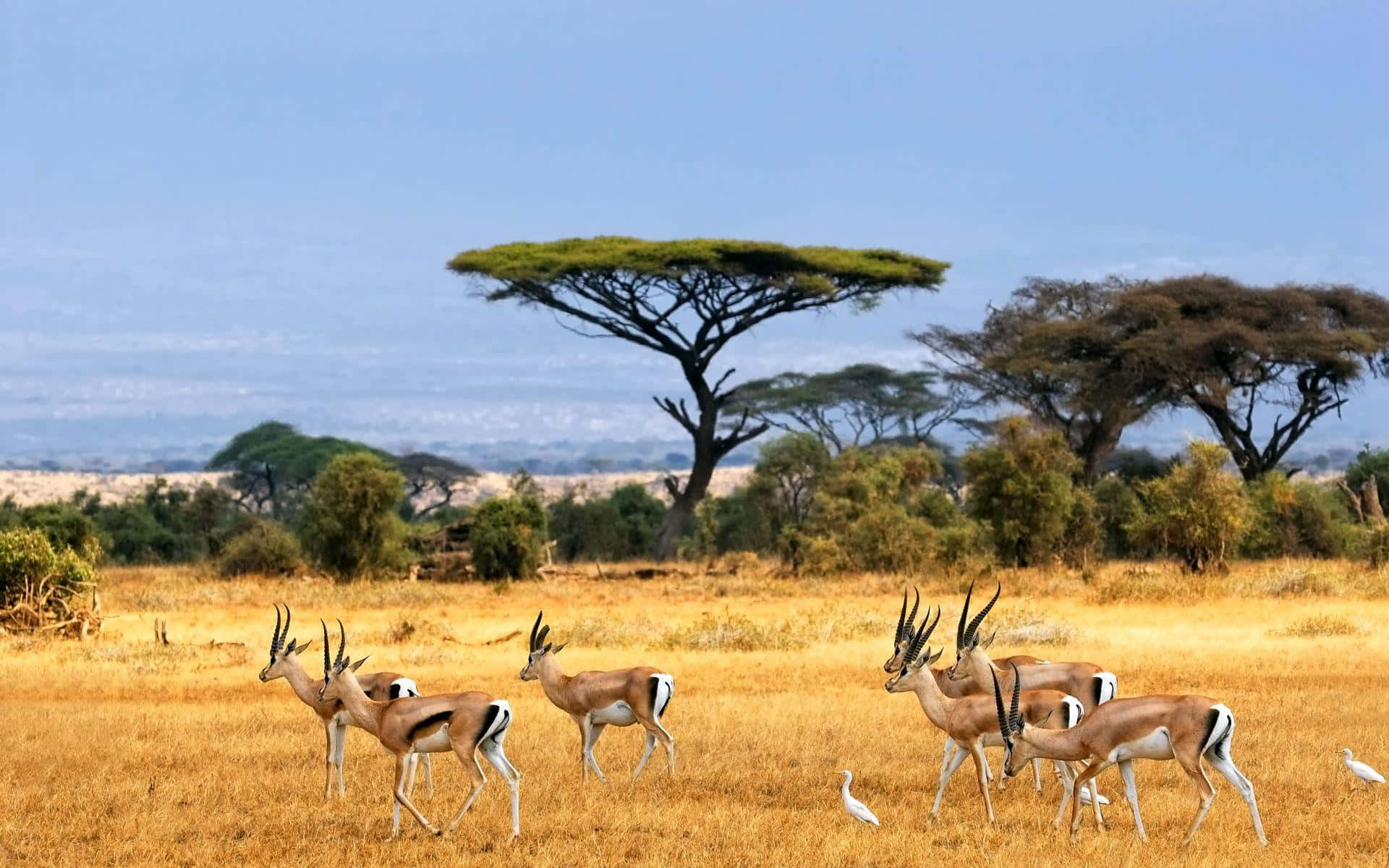 African Savannah Antelopes Background