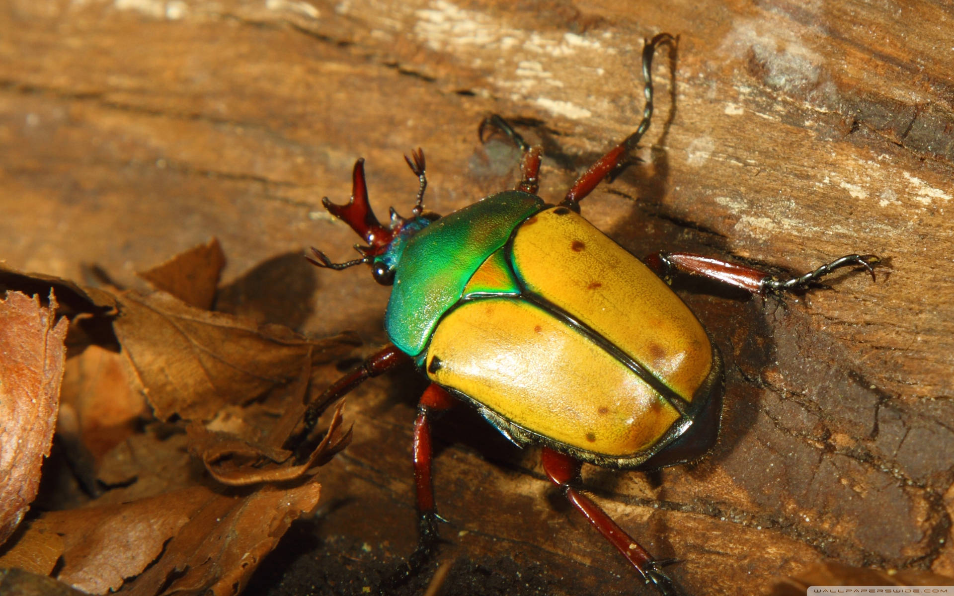 African Scarab Beetle On A Wood Background