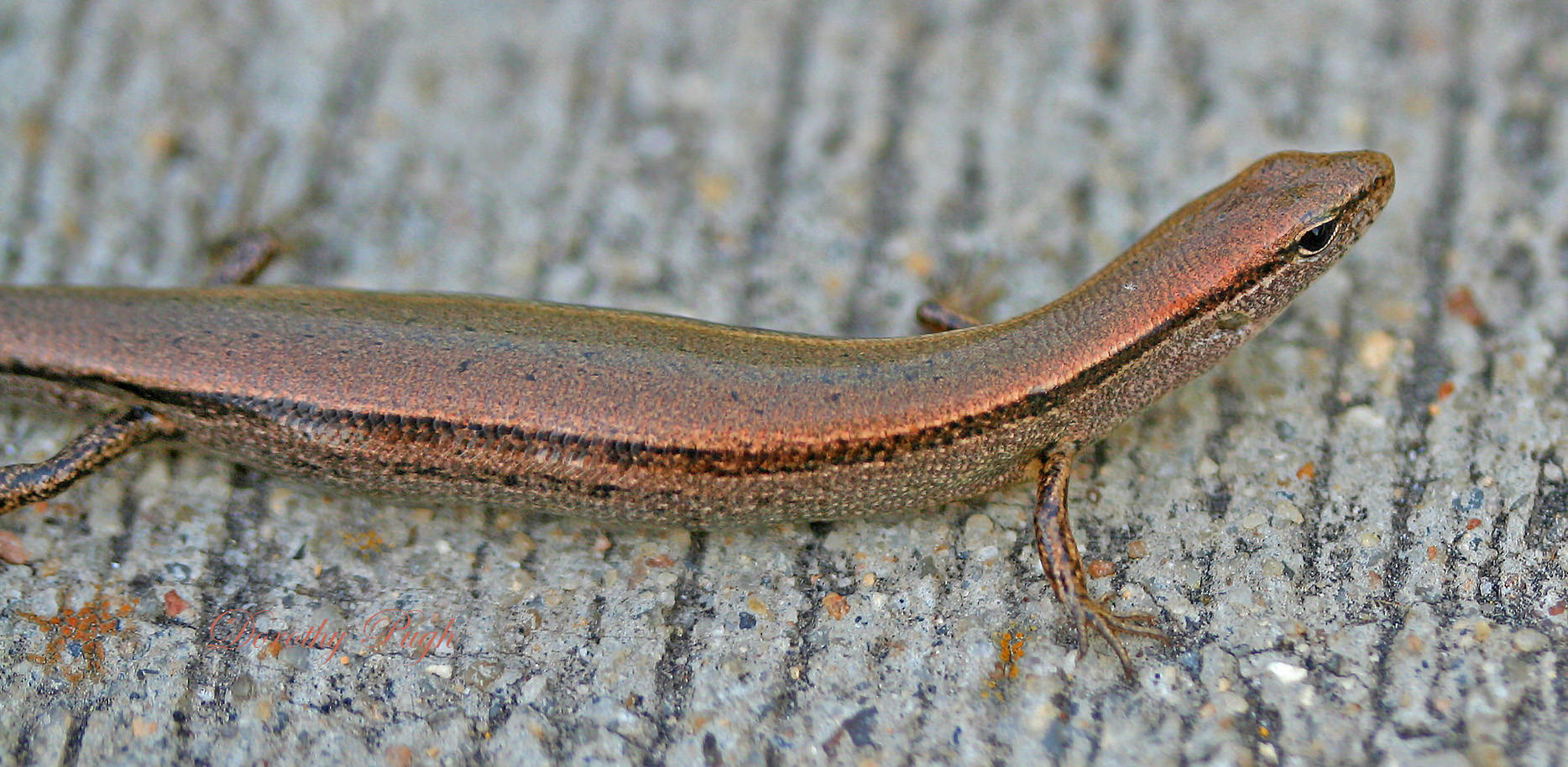 African Striped Brown Ground Skink Background