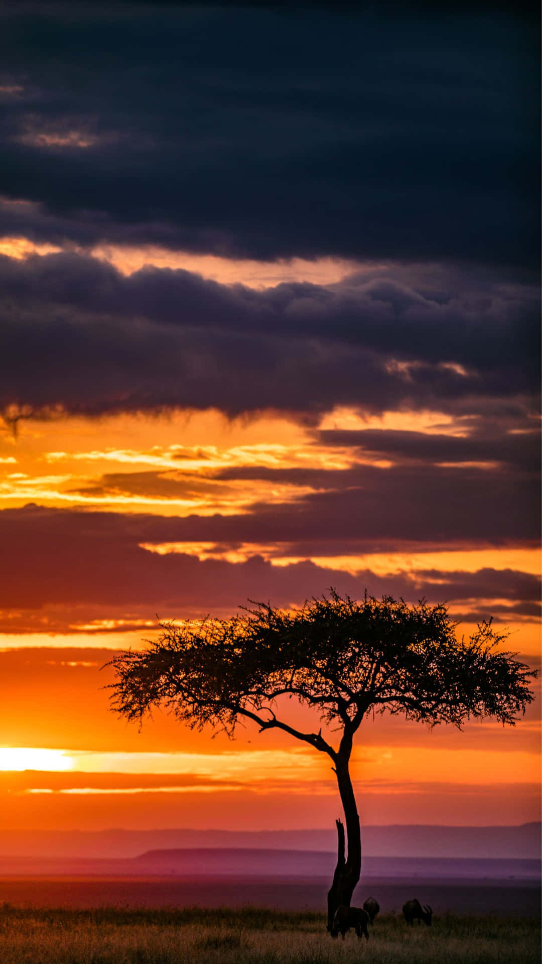 African Sunset Silhouette Background