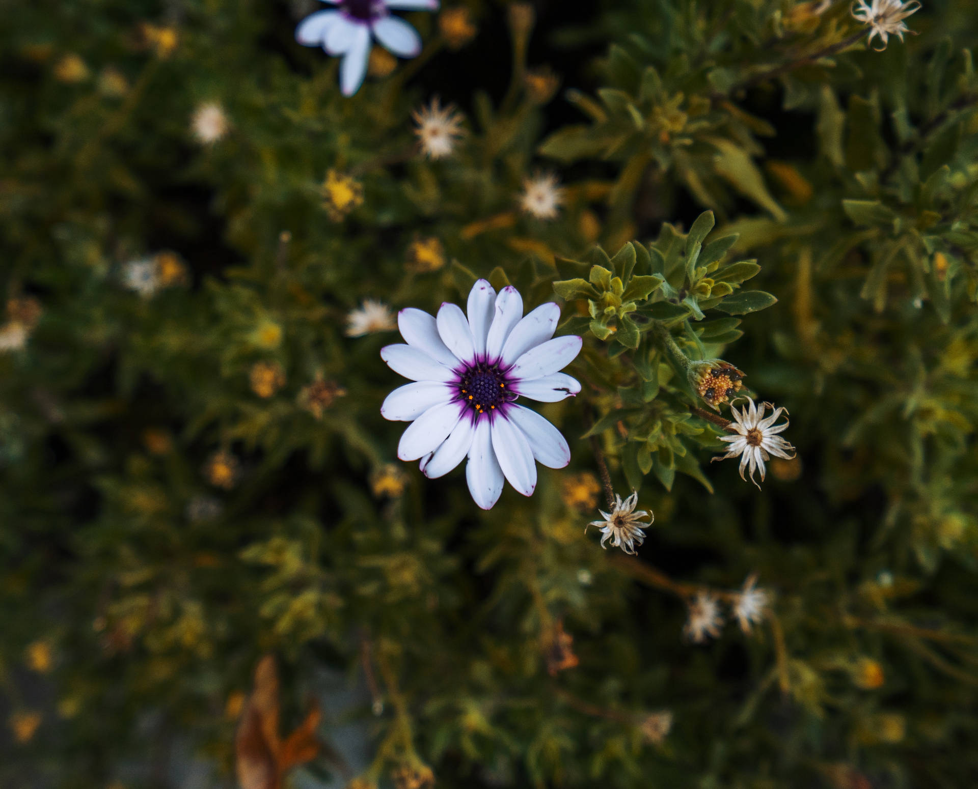 African White Daisy Background