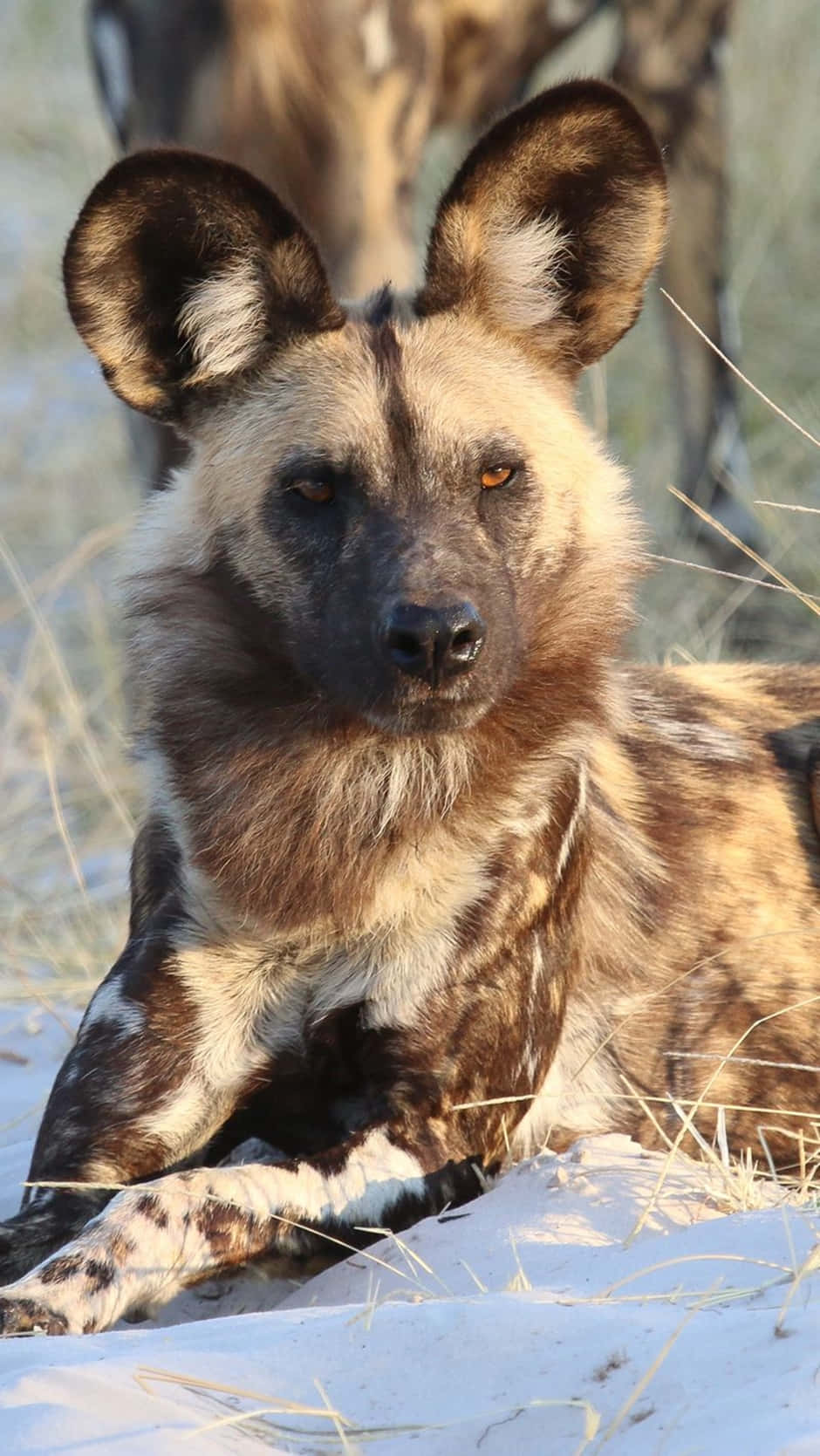 African Wild Dog Portrait Background