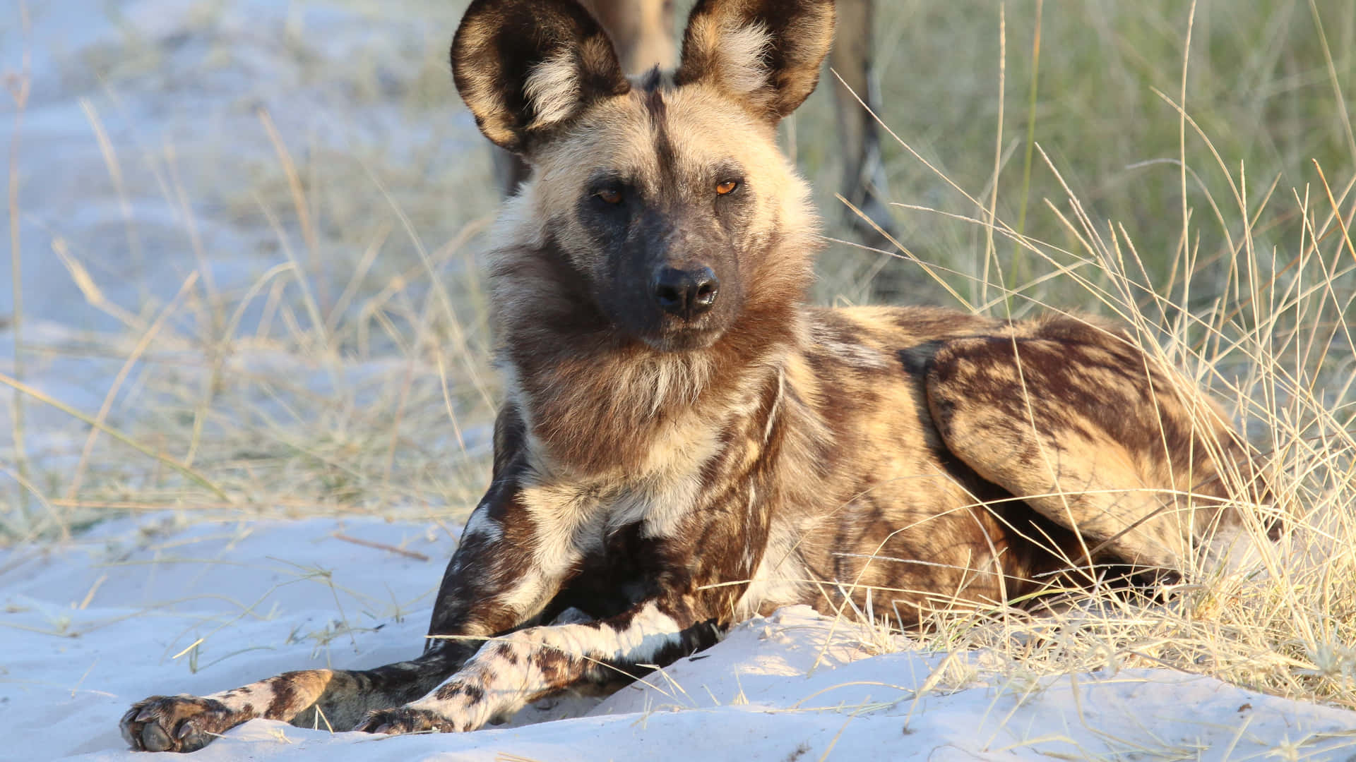 African Wild Dog Restingin Savannah