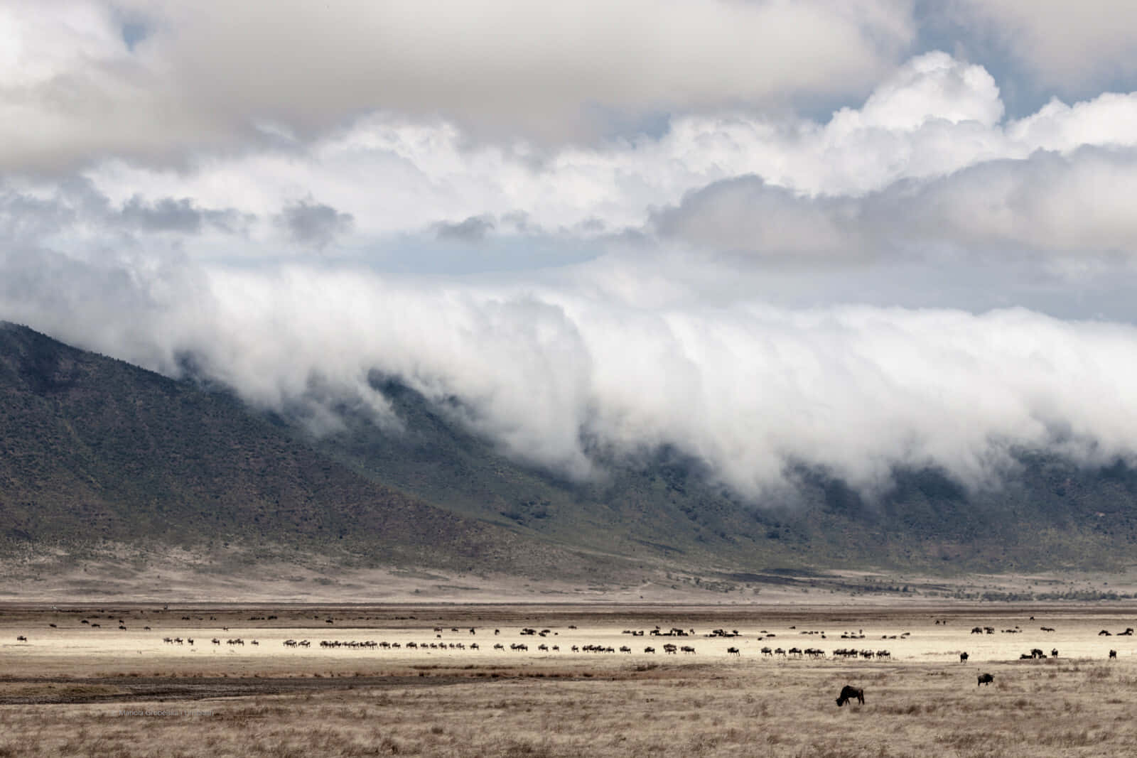 African Wildlife At The Northern Tanzania Ngorongoro Crater Background