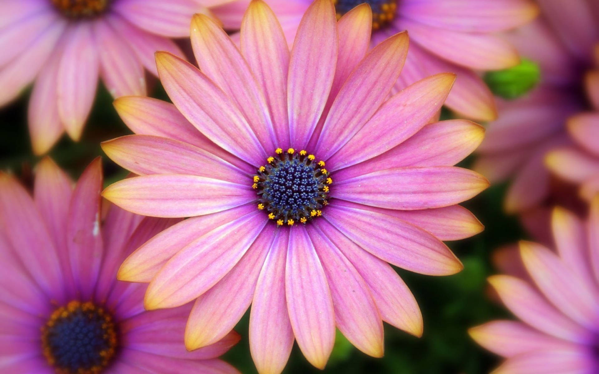 African Yellow And Purple Daisies Background
