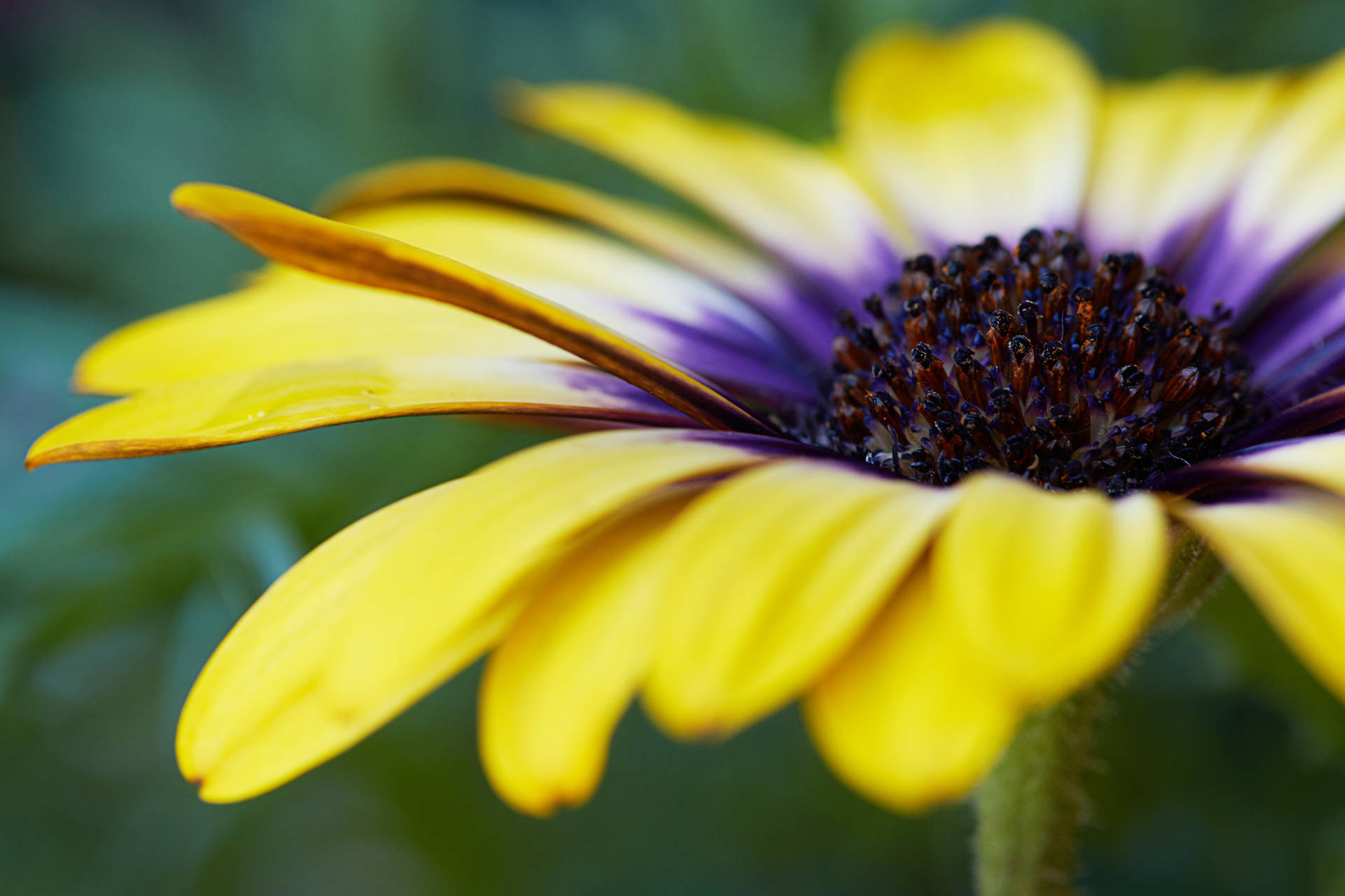 African Yellow Purple Daisy Background