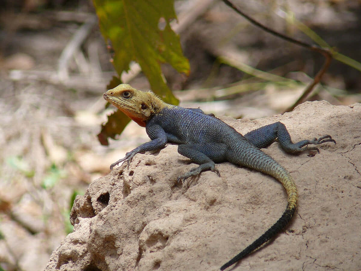 Agama_ Lizard_ On_ Rock.jpg Background