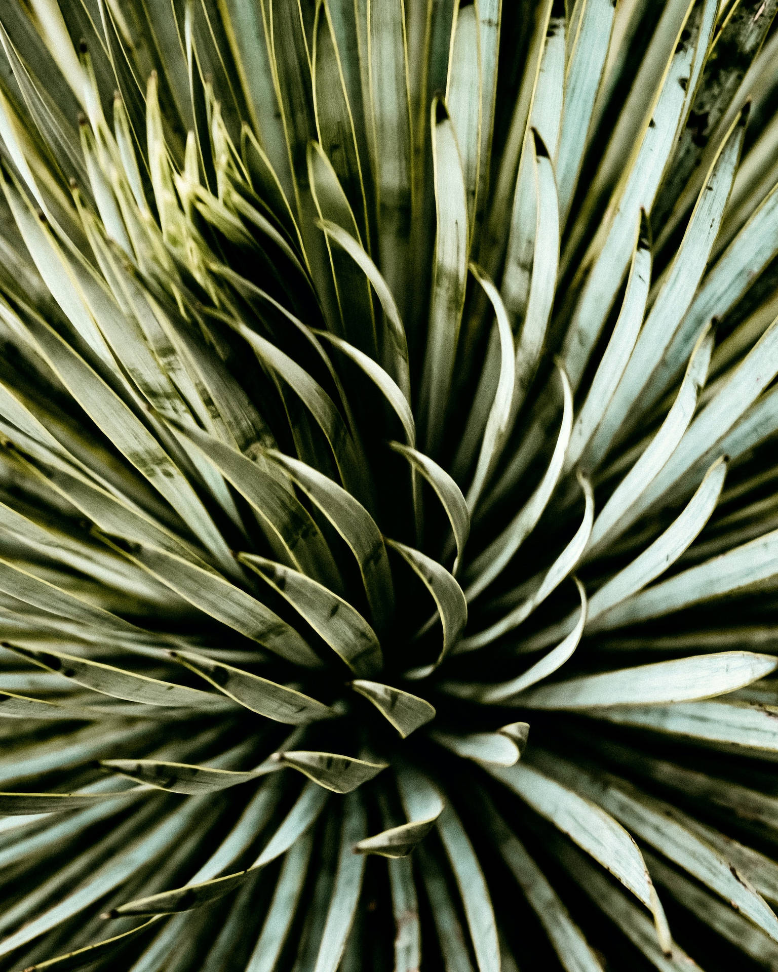 Agave Plant Aesthetic Background