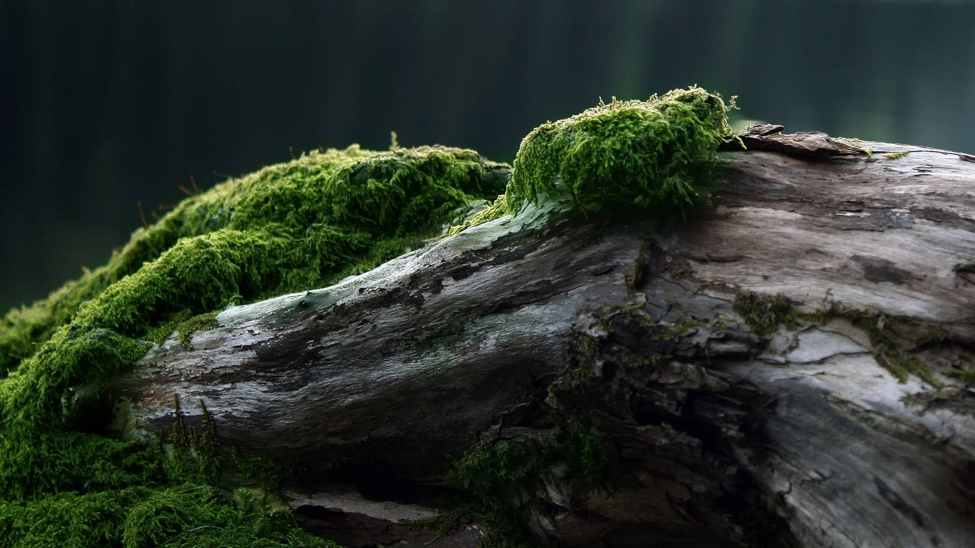 Aged Wood With Moss Background