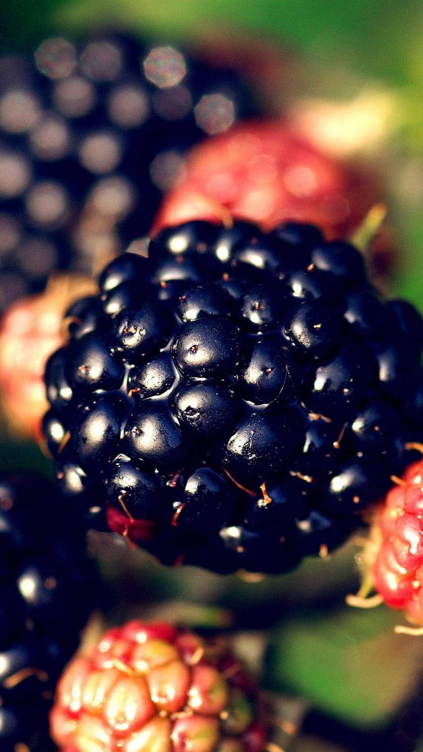 Aggregate Fruit Boysenberry Background