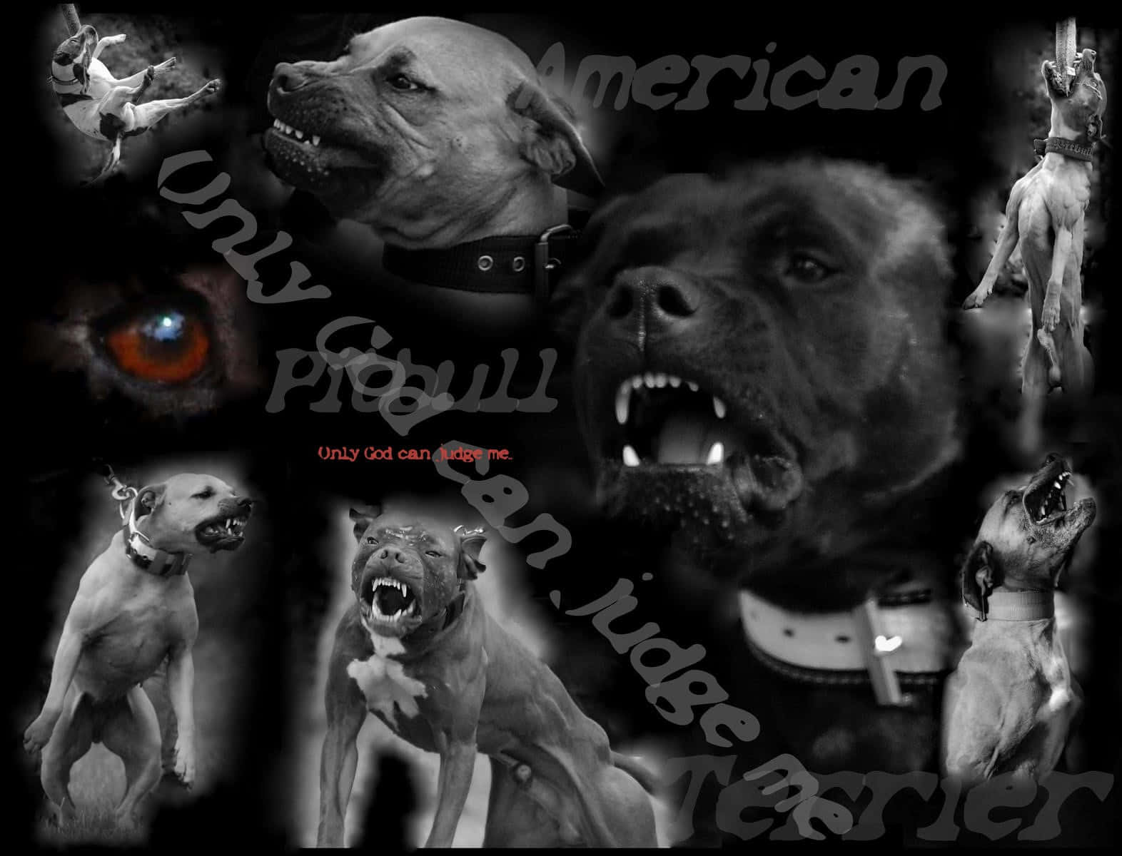 Aggressive Black Pitbull Barking Background