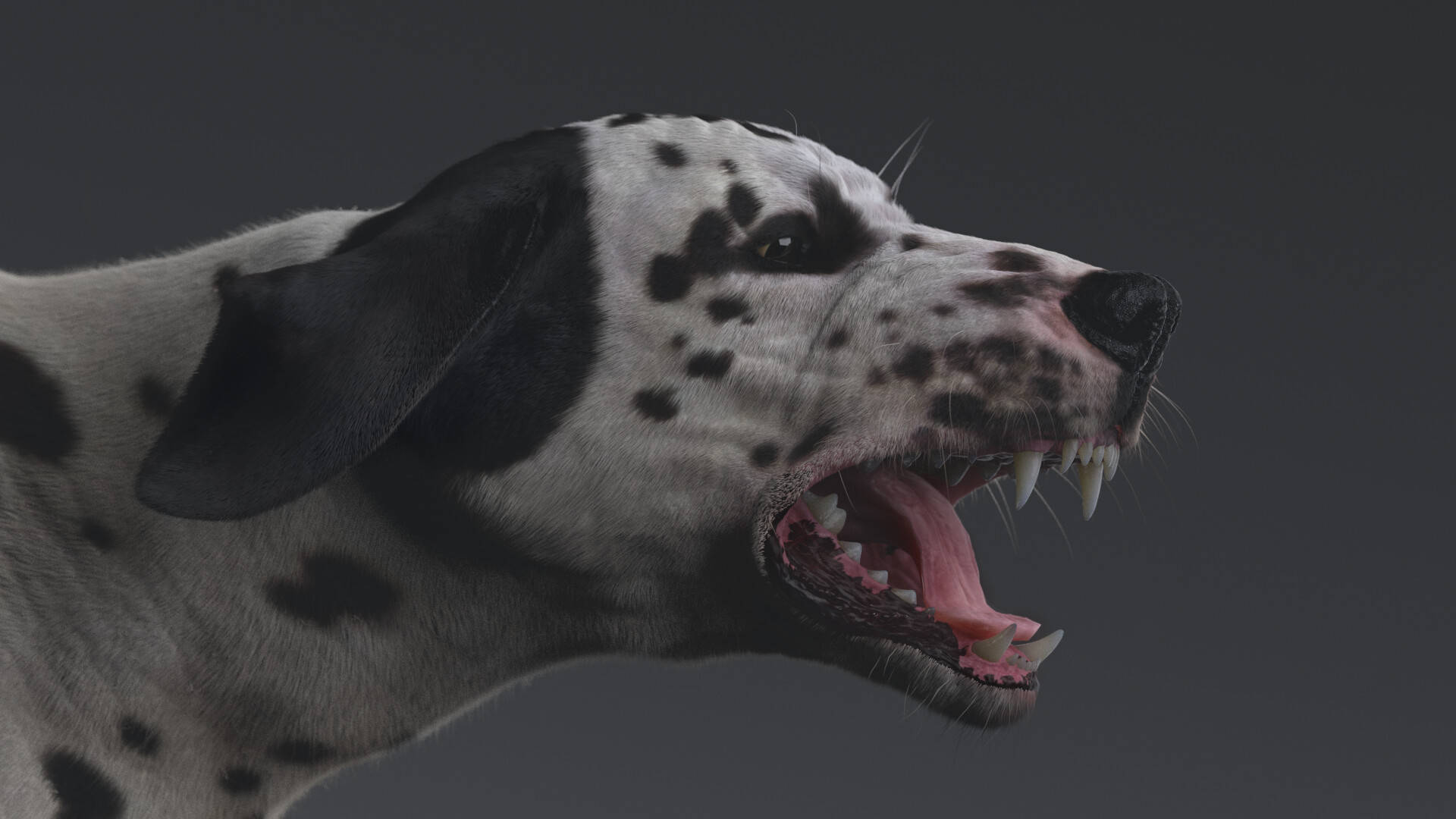 Aggressive Dalmatian Dog Background