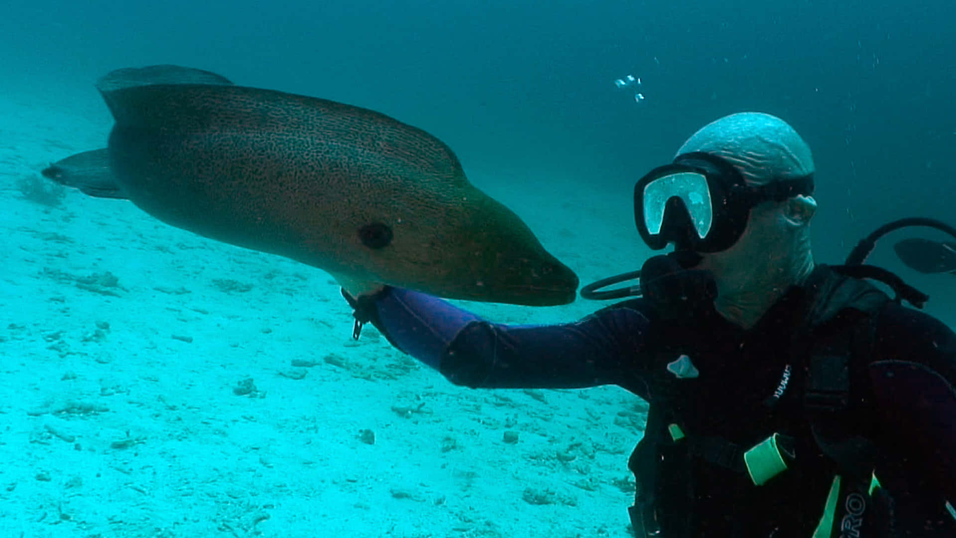 Agile Moray Eel In Its Underwater Habitat